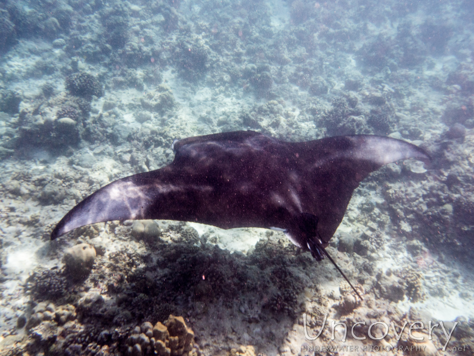 Manta Ray (manta Alfredi), photo taken in Maldives, Male Atoll, North Male Atoll, n/a