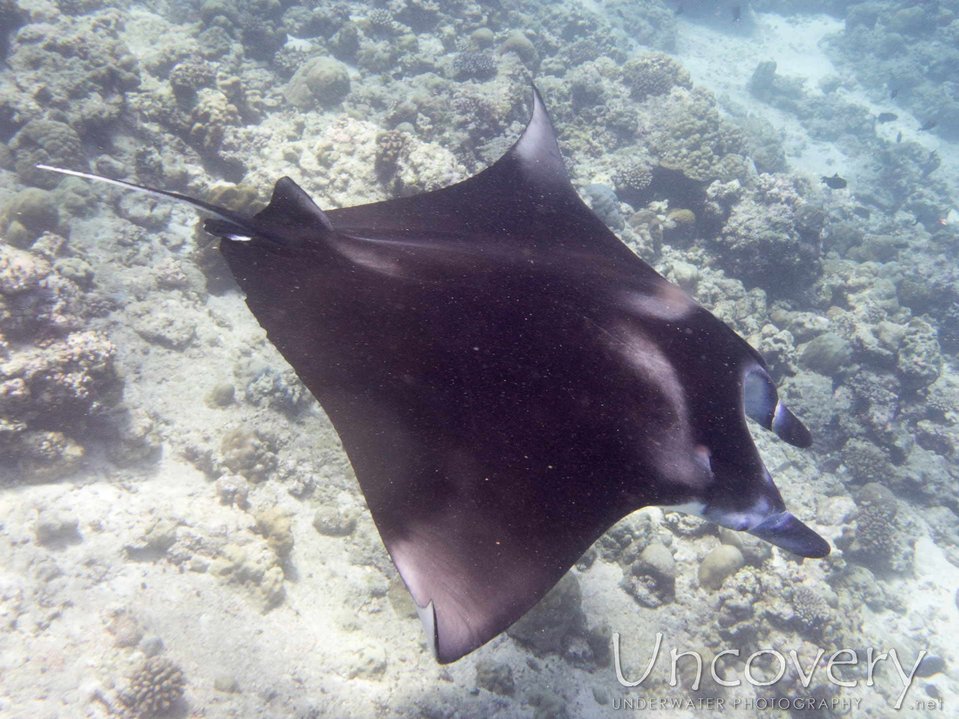 Manta Ray (manta Alfredi), photo taken in Maldives, Male Atoll, North Male Atoll, n/a