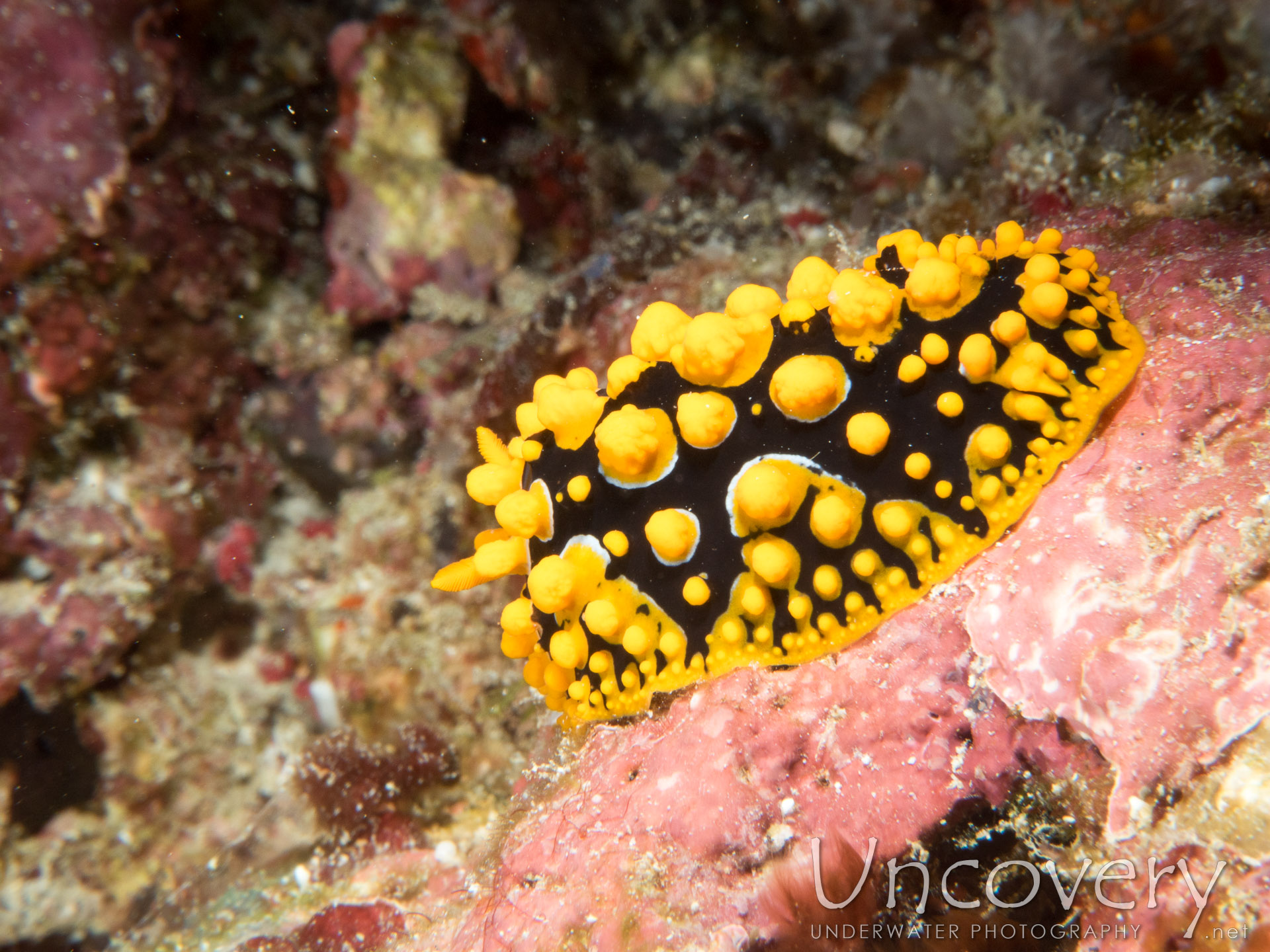 Nudibranch (phyllidia Ocellata), photo taken in Maldives, Male Atoll, North Male Atoll, Boduhiti Thila