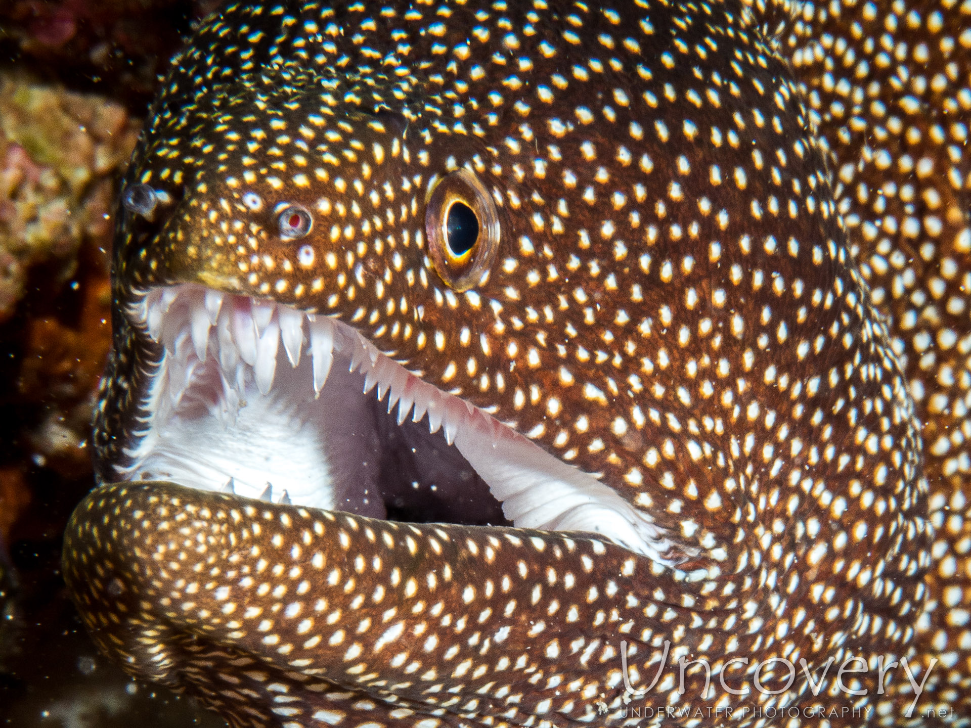 Whitemouth Moray (gymnothorax Meleagris), photo taken in Maldives, Male Atoll, North Male Atoll, Boduhiti Thila