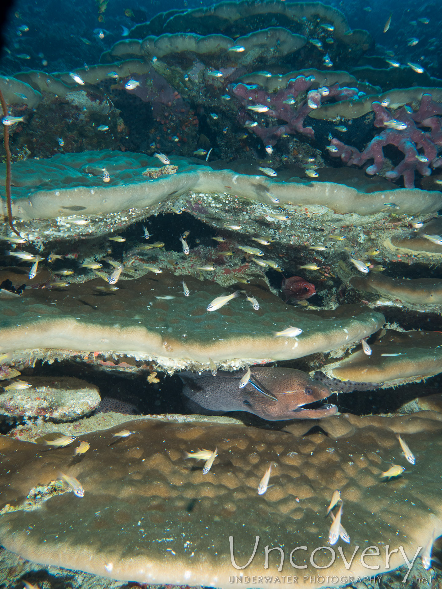 00 To Be Determined, photo taken in Maldives, Male Atoll, North Male Atoll, Boduhiti Thila