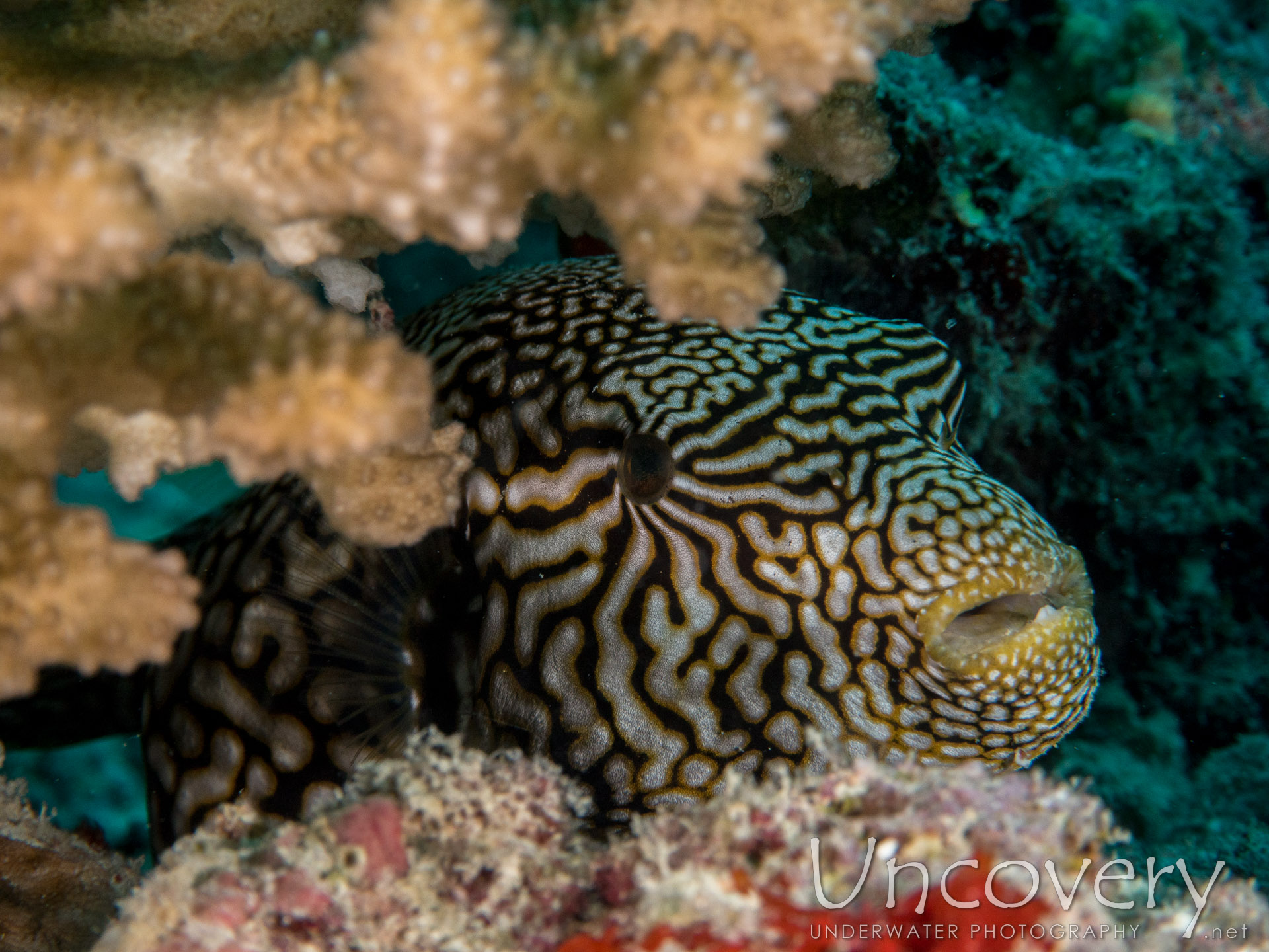 Map Puffer (arothron Mappa), photo taken in Maldives, Male Atoll, North Male Atoll, Vabbinfaru