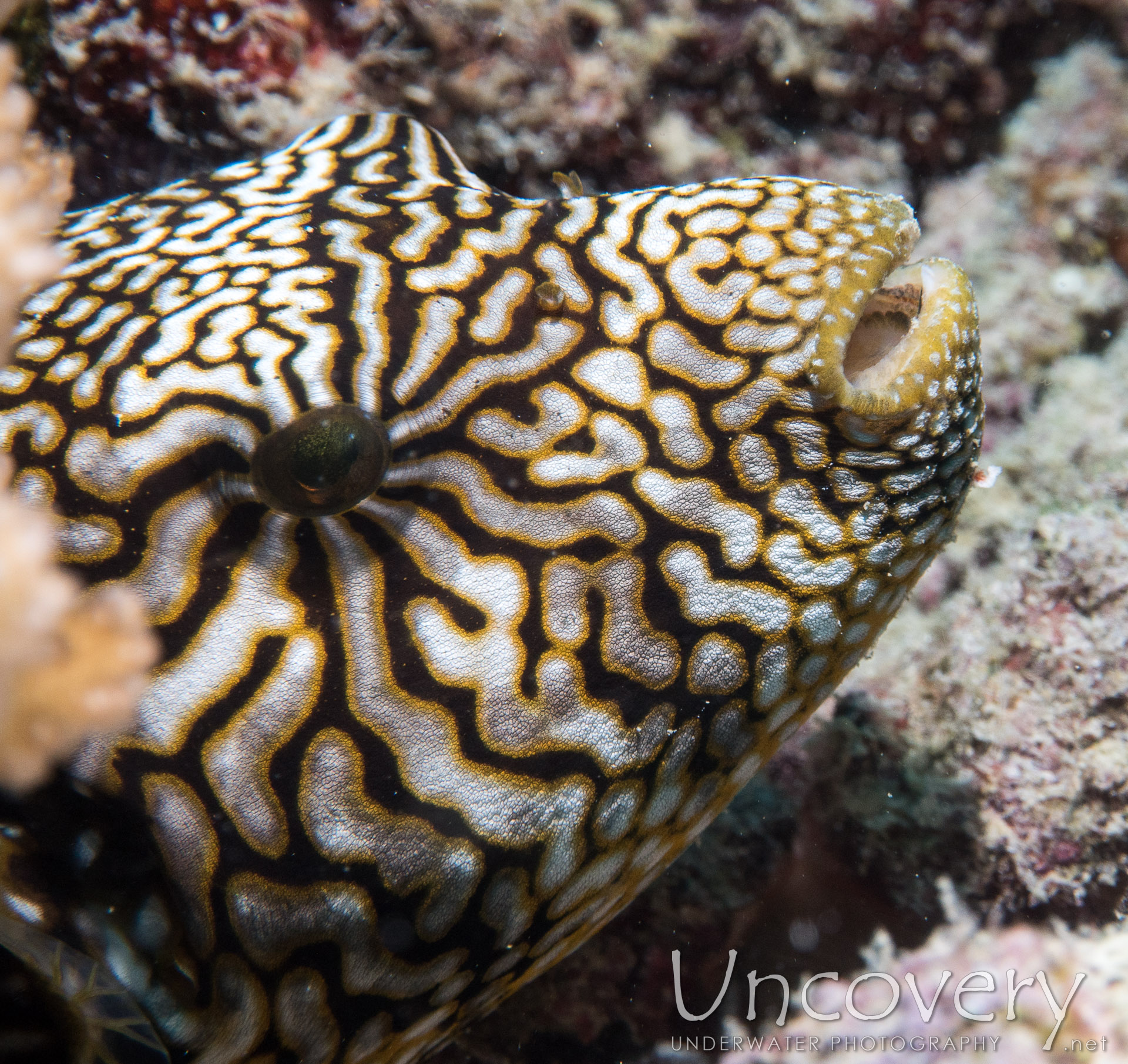 Map Puffer (arothron Mappa), photo taken in Maldives, Male Atoll, North Male Atoll, Vabbinfaru