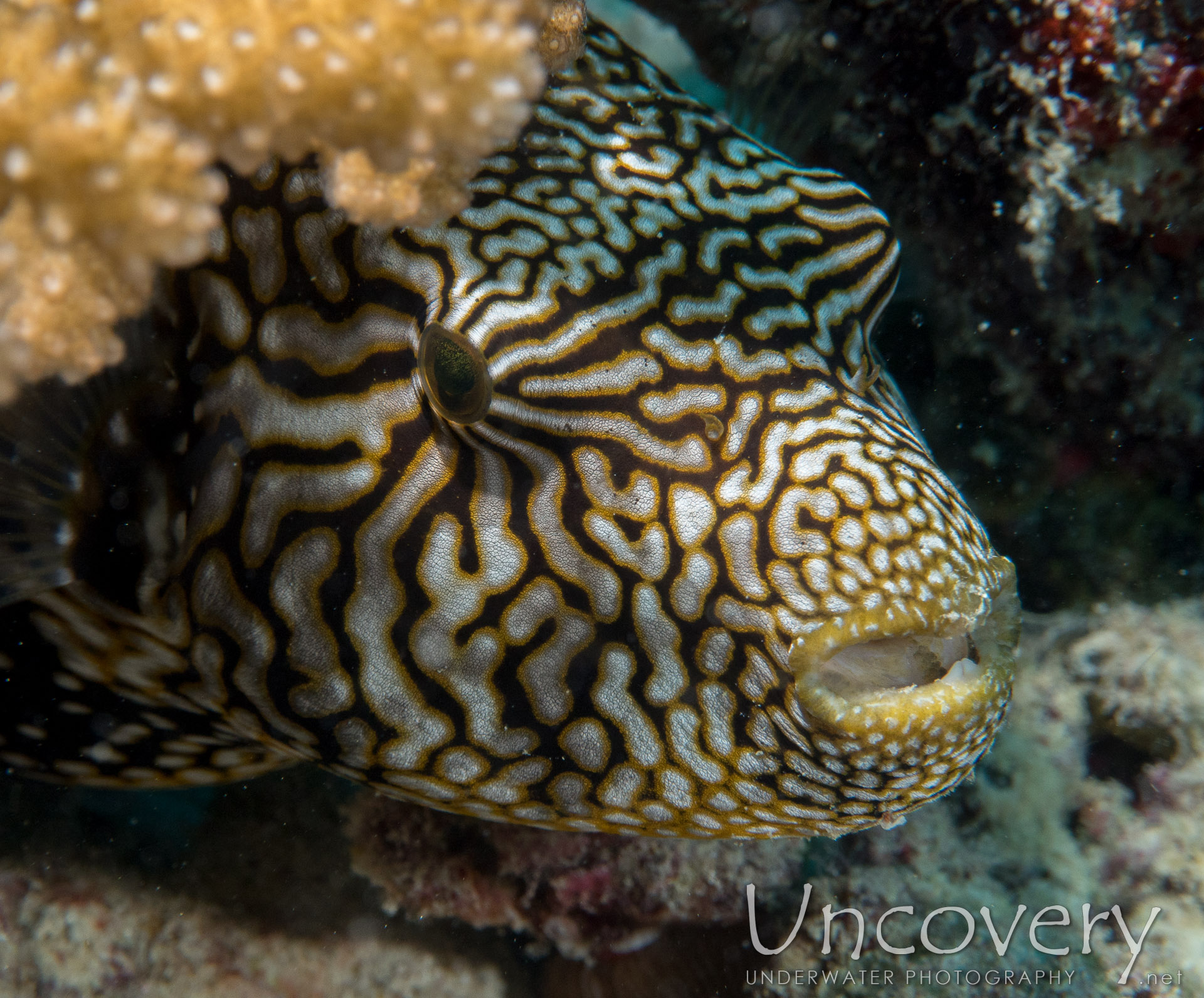 Map Puffer (arothron Mappa), photo taken in Maldives, Male Atoll, North Male Atoll, Vabbinfaru