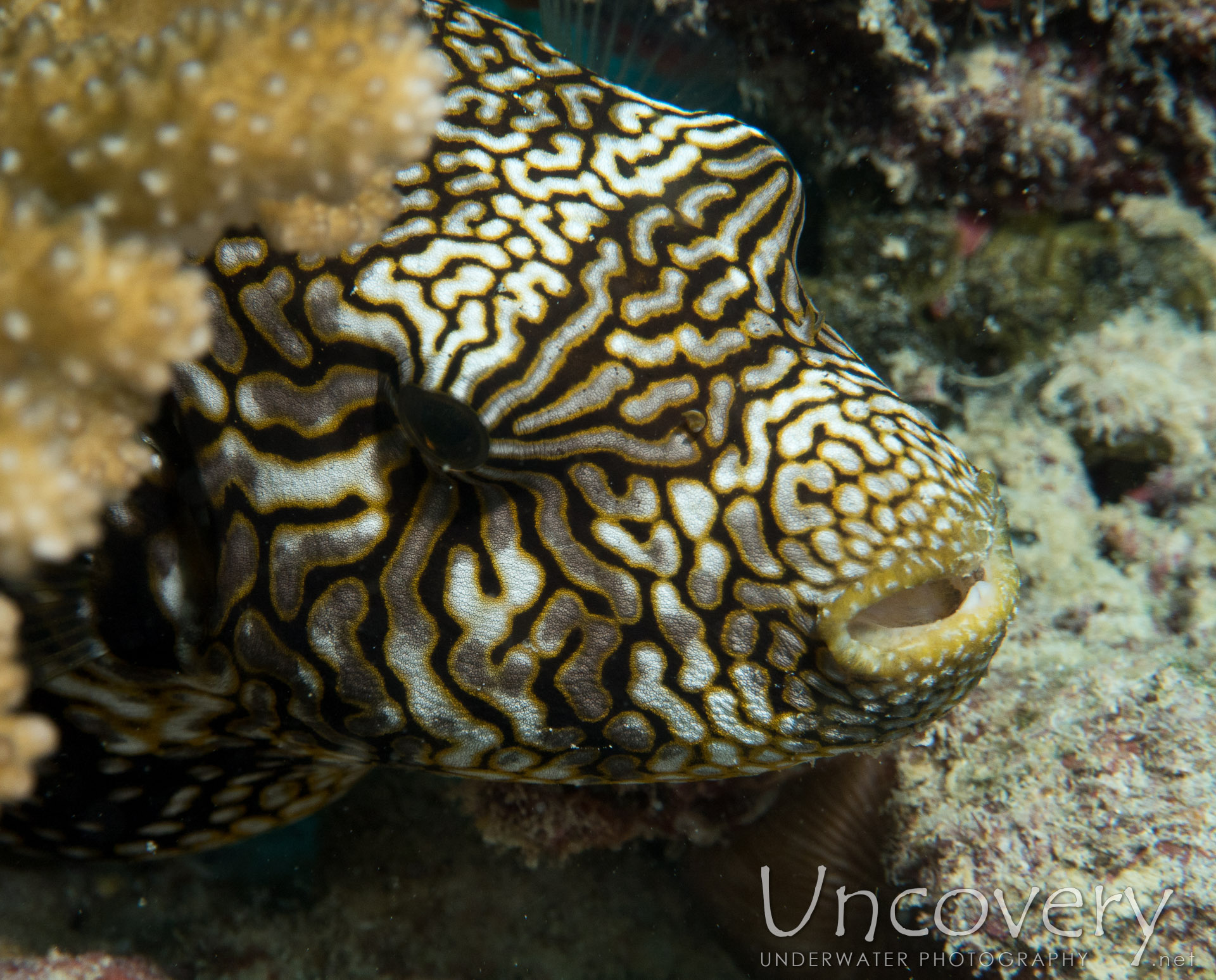 Map Puffer (arothron Mappa), photo taken in Maldives, Male Atoll, North Male Atoll, Vabbinfaru