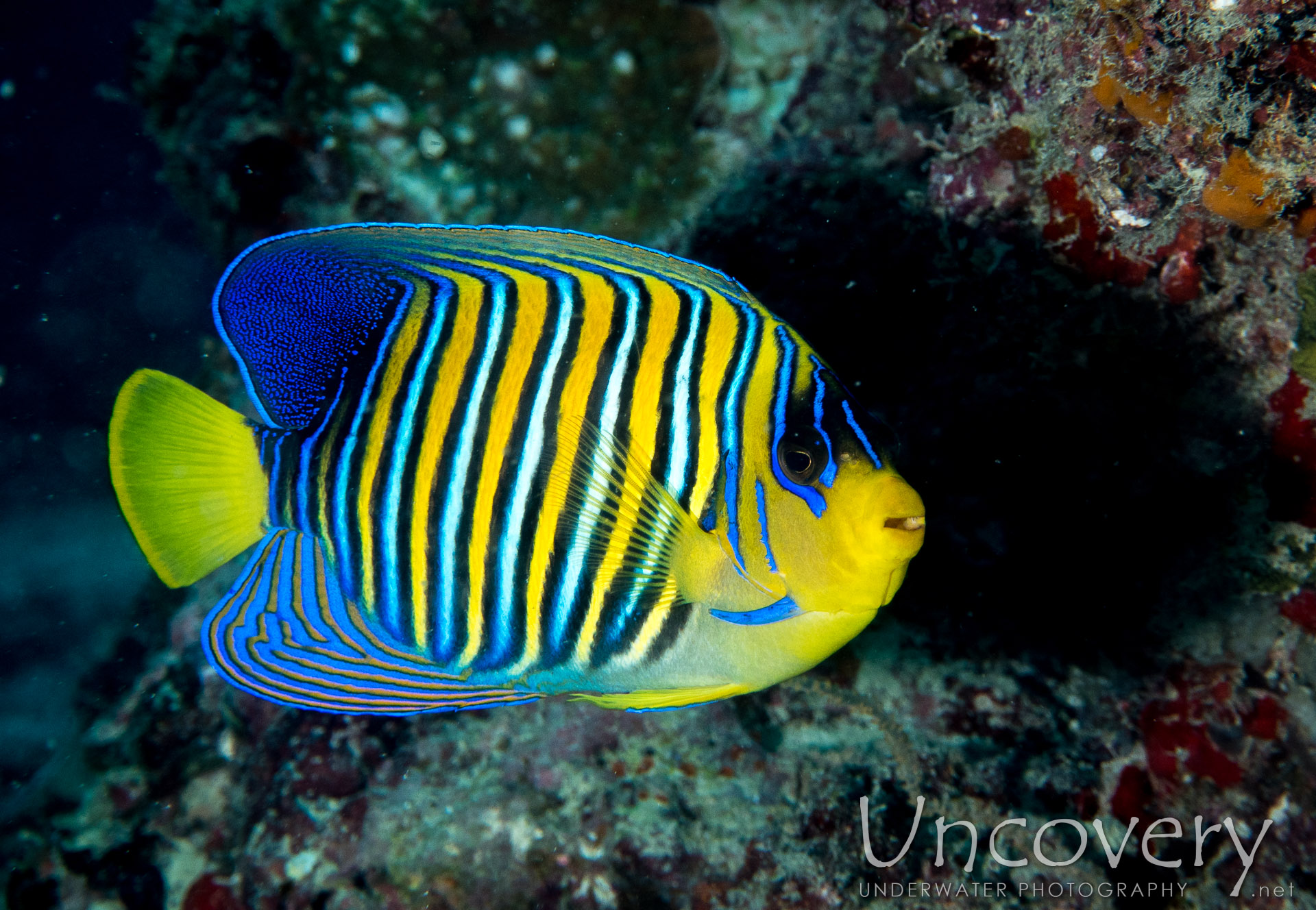 Royal Angelfish (pygoplites Diacanthus), photo taken in Maldives, Male Atoll, North Male Atoll, Vabbinfaru