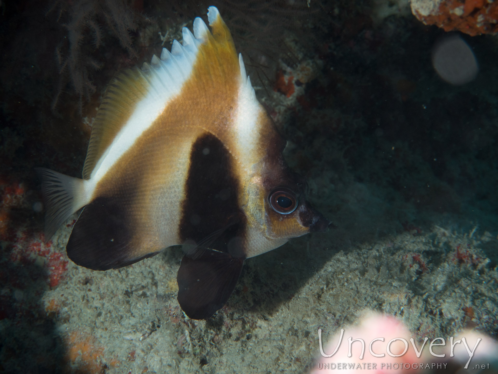 00 To Be Determined, photo taken in Maldives, Male Atoll, North Male Atoll, Vabbinfaru