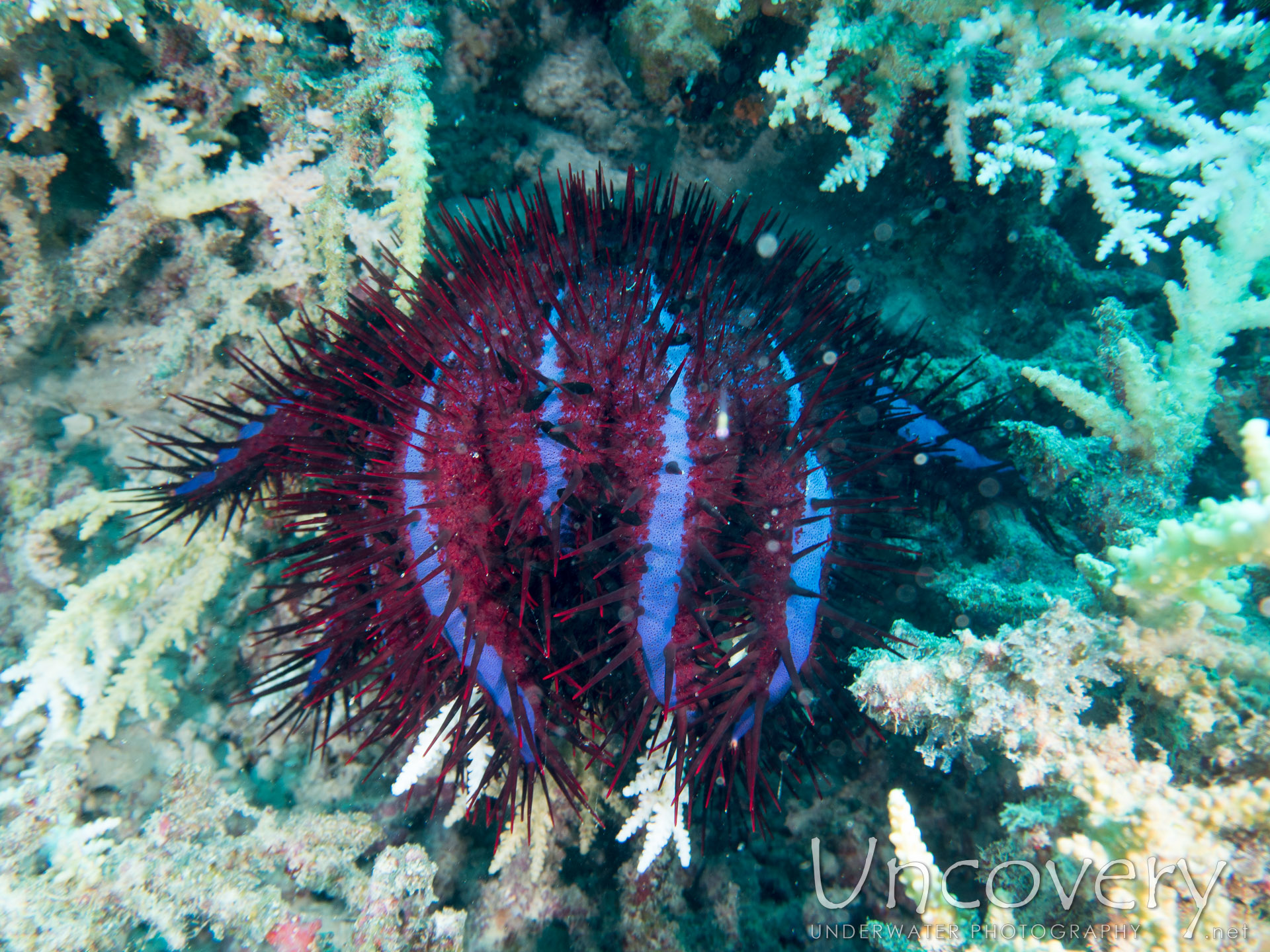 Crown Of Thorns Sea Star (acanthaster Planci), photo taken in Maldives, Male Atoll, North Male Atoll, Vabbinfaru