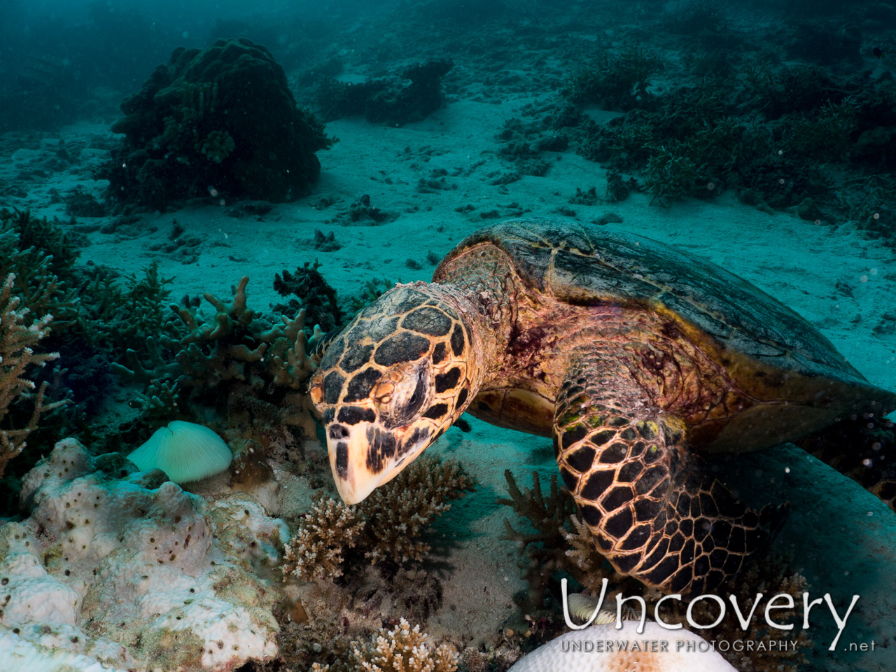 Hawksbill Sea Turtle (eretmochelys Imbricata), photo taken in Maldives, Male Atoll, North Male Atoll, Vabbinfaru