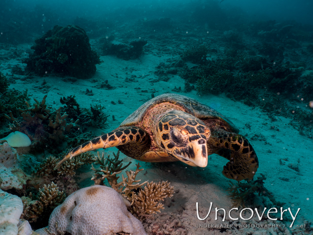 Hawksbill Sea Turtle (eretmochelys Imbricata), photo taken in Maldives, Male Atoll, North Male Atoll, Vabbinfaru