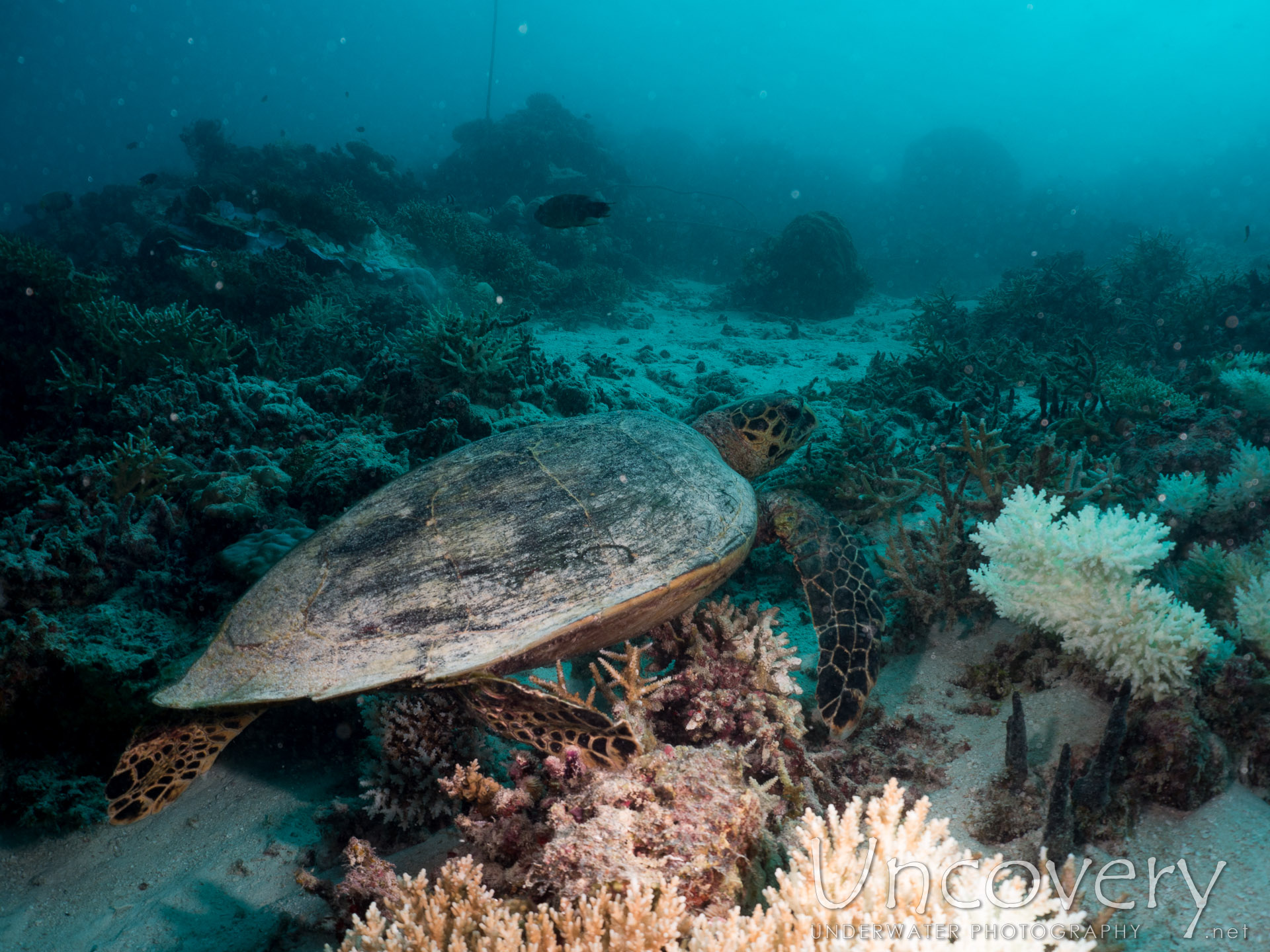 Hawksbill Sea Turtle (eretmochelys Imbricata), photo taken in Maldives, Male Atoll, North Male Atoll, Vabbinfaru