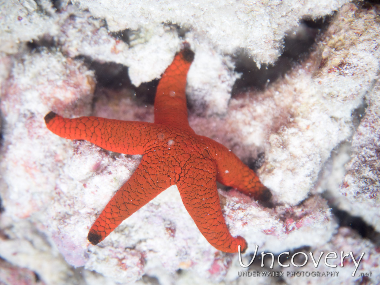 Starfish shot in Maldives|Male Atoll|North Male Atoll|Kuda Giri