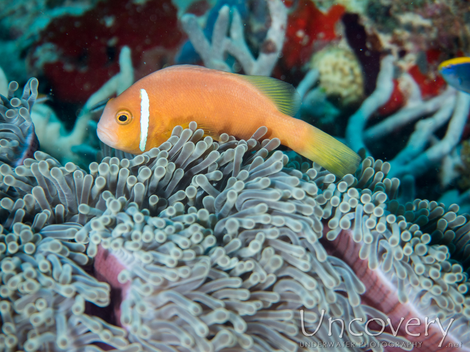 Maldives Anemonfish (amphiprion Nigripes), photo taken in Maldives, Male Atoll, North Male Atoll, Kuda Haa