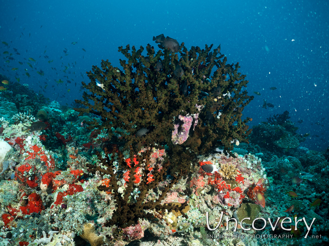 Coral, photo taken in Maldives, Male Atoll, North Male Atoll, Kuda Haa