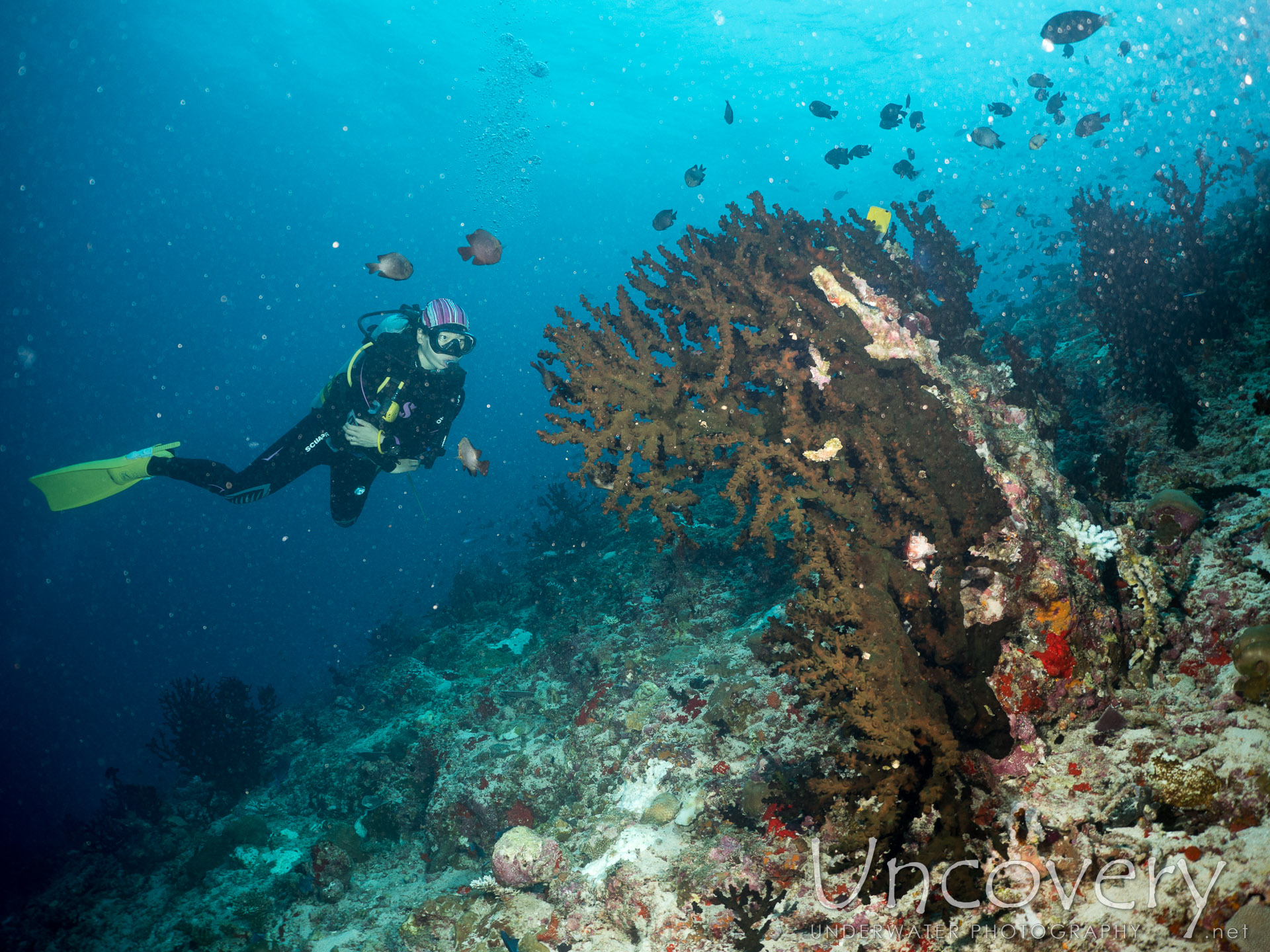 Coral, photo taken in Maldives, Male Atoll, North Male Atoll, Kuda Haa