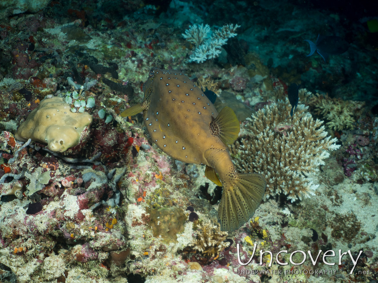 Yellow Boxfish (ostracion Cubicus), photo taken in Maldives, Male Atoll, North Male Atoll, Kuda Haa