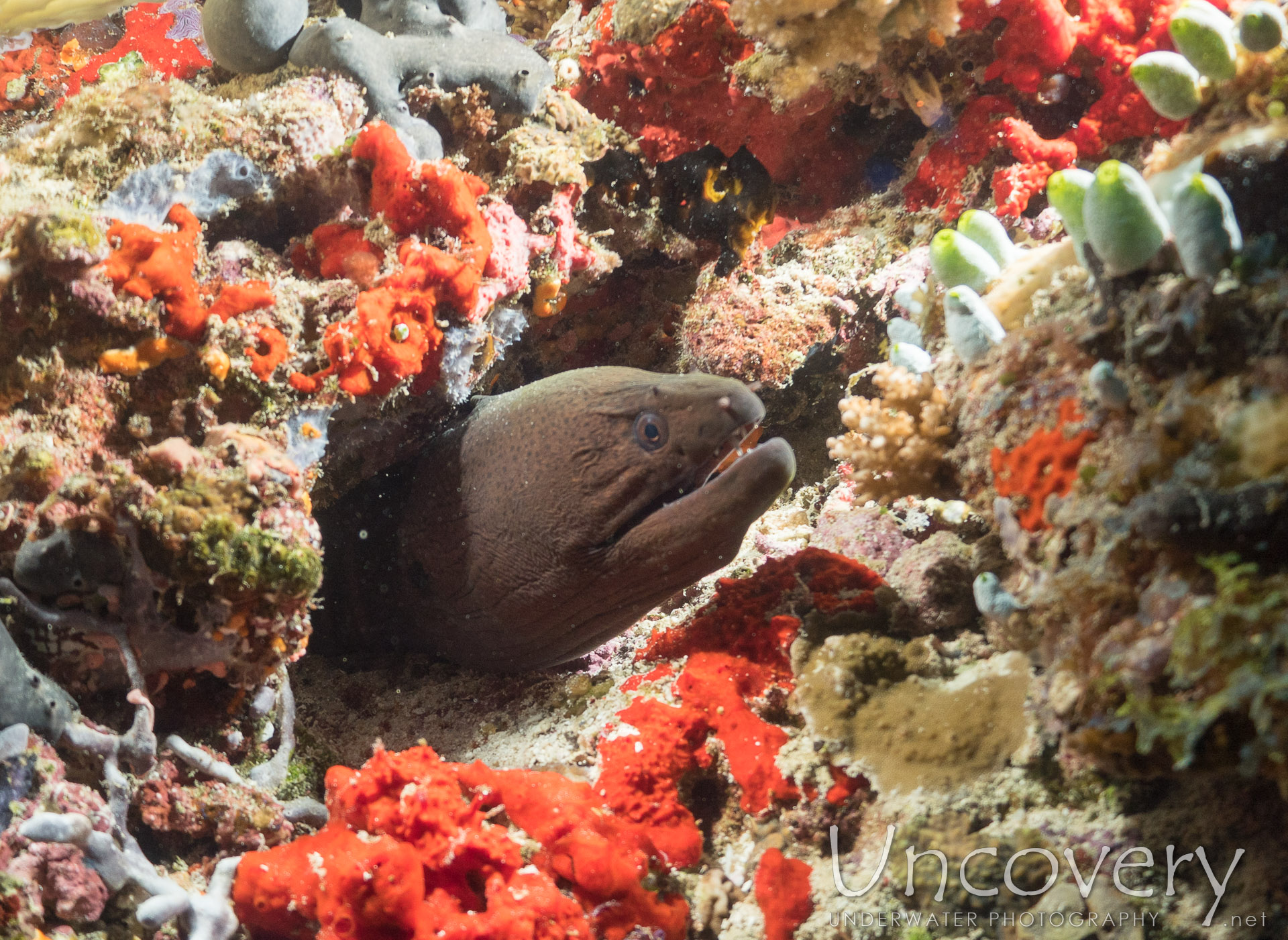 Giant Moray (gymnothorax Javanicus), photo taken in Maldives, Male Atoll, North Male Atoll, Kuda Haa