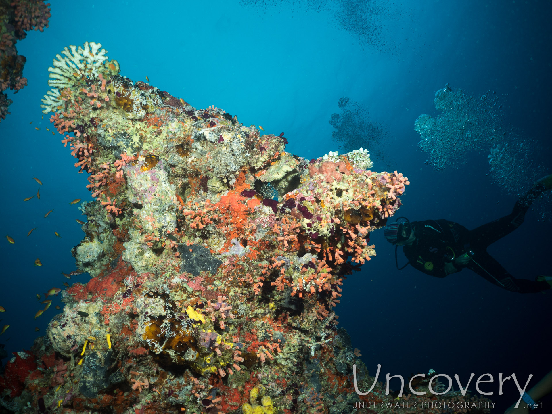 Coral, photo taken in Maldives, Male Atoll, North Male Atoll, Kuda Haa