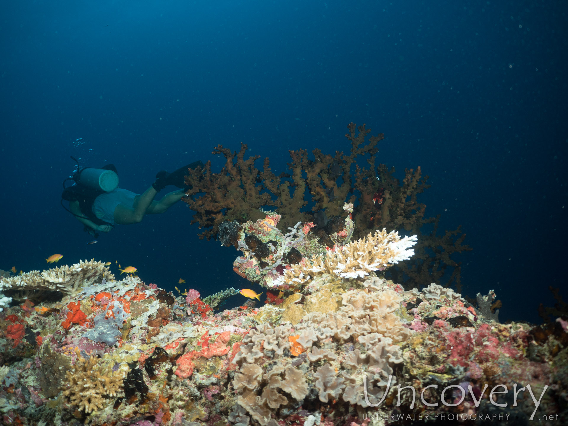 Coral, photo taken in Maldives, Male Atoll, North Male Atoll, Kuda Haa