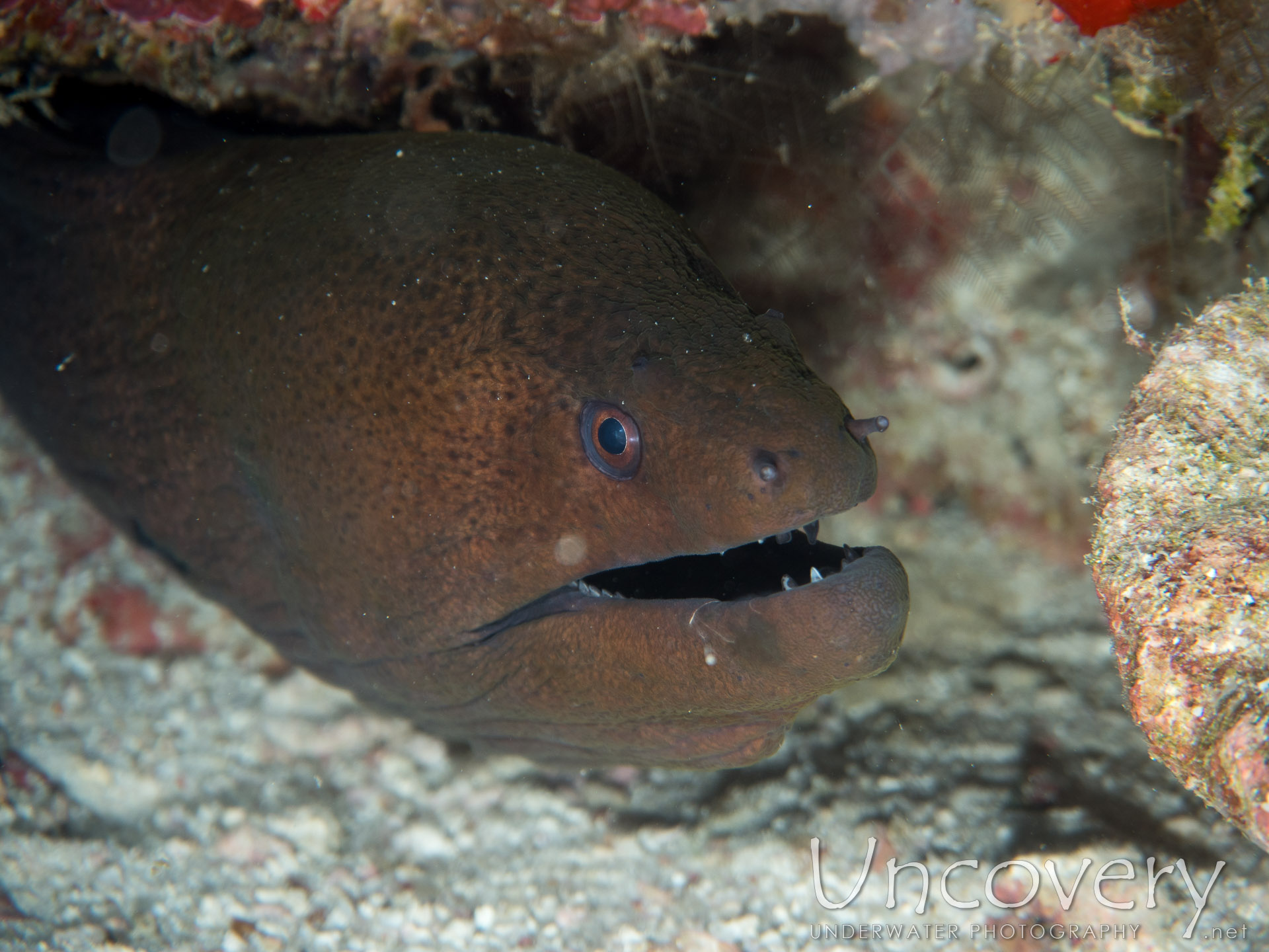 Giant Moray (gymnothorax Javanicus), photo taken in Maldives, Male Atoll, North Male Atoll, Kuda Haa