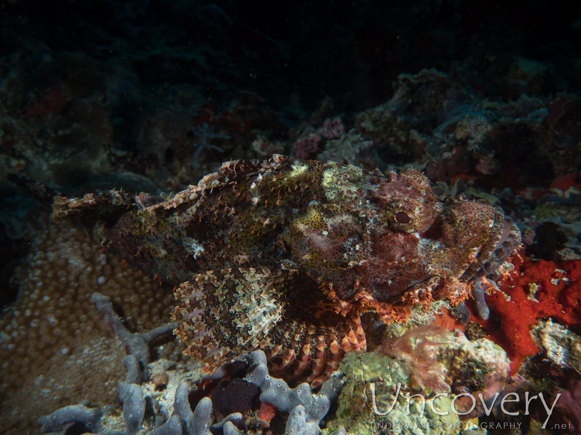 Tassled Scorpionfish (scorpaenopsis Oxycephala), photo taken in Maldives, Male Atoll, North Male Atoll, Kuda Haa