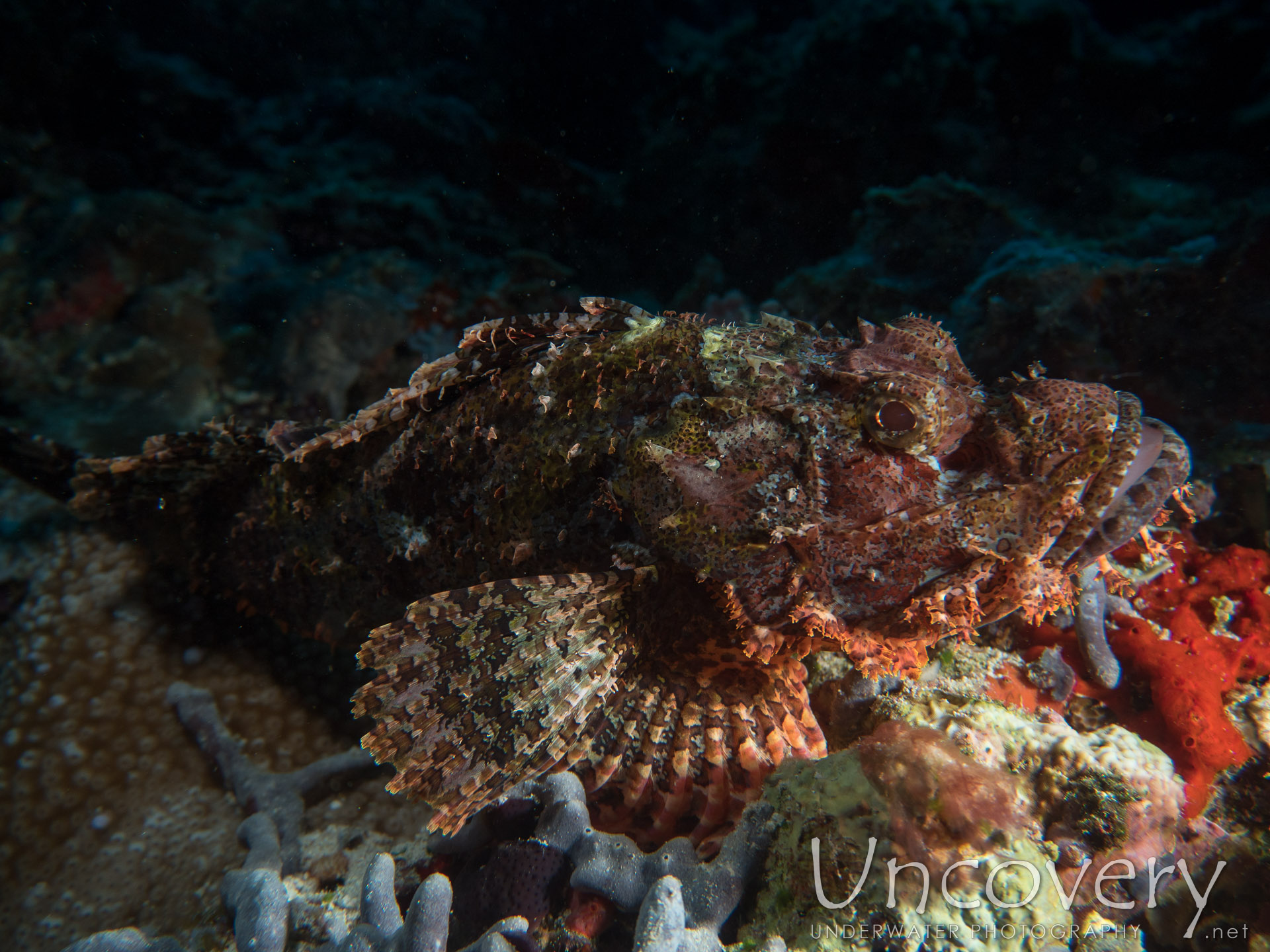 Tassled Scorpionfish (scorpaenopsis Oxycephala), photo taken in Maldives, Male Atoll, North Male Atoll, Kuda Haa