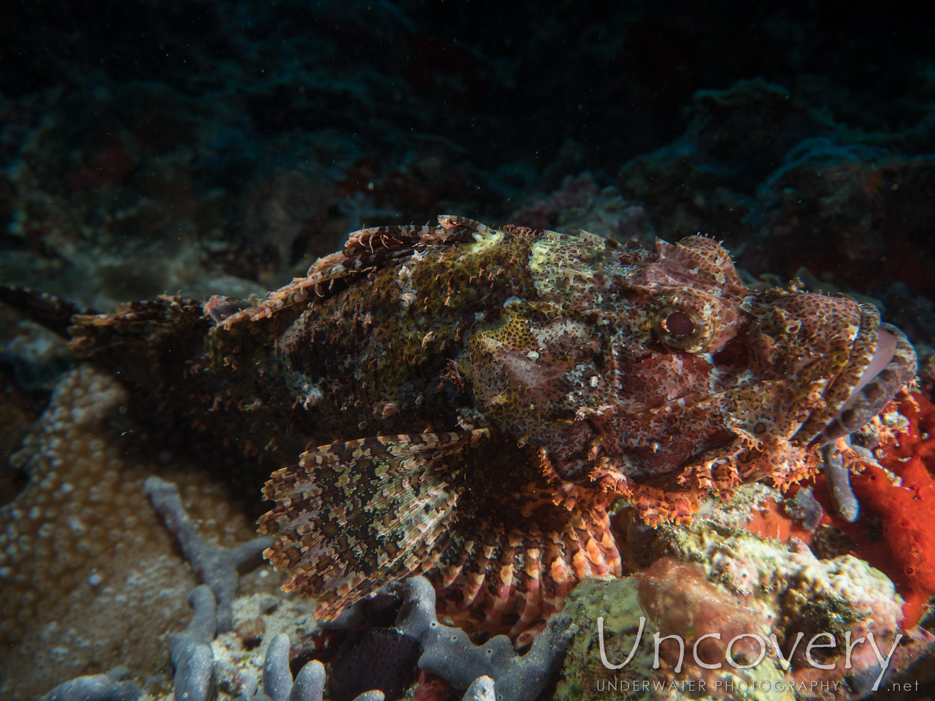 Tassled Scorpionfish (scorpaenopsis Oxycephala), photo taken in Maldives, Male Atoll, North Male Atoll, Kuda Haa