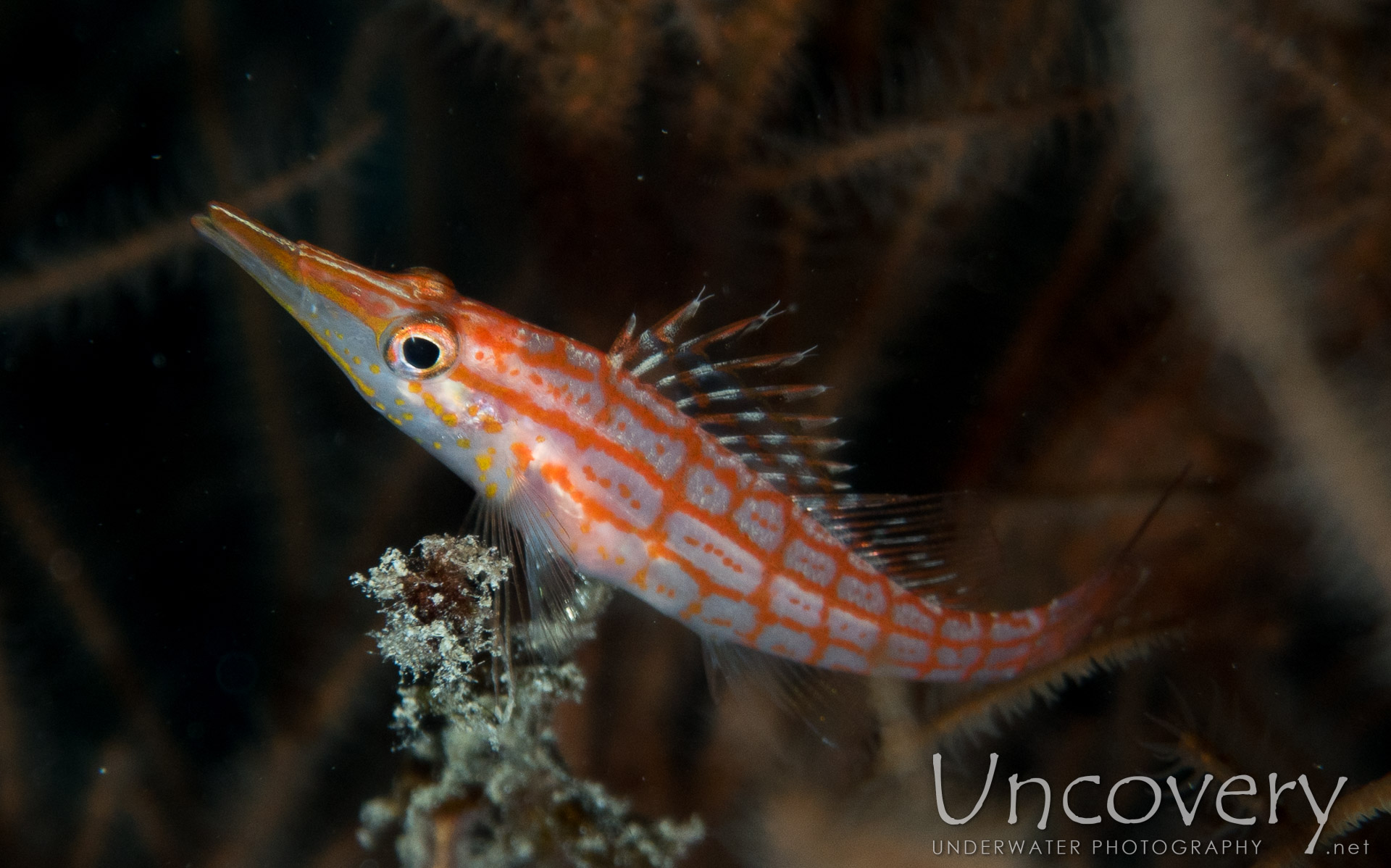 Longnose Hawkfish (oxycirrhites Typus), photo taken in Maldives, Male Atoll, North Male Atoll, Black Coral