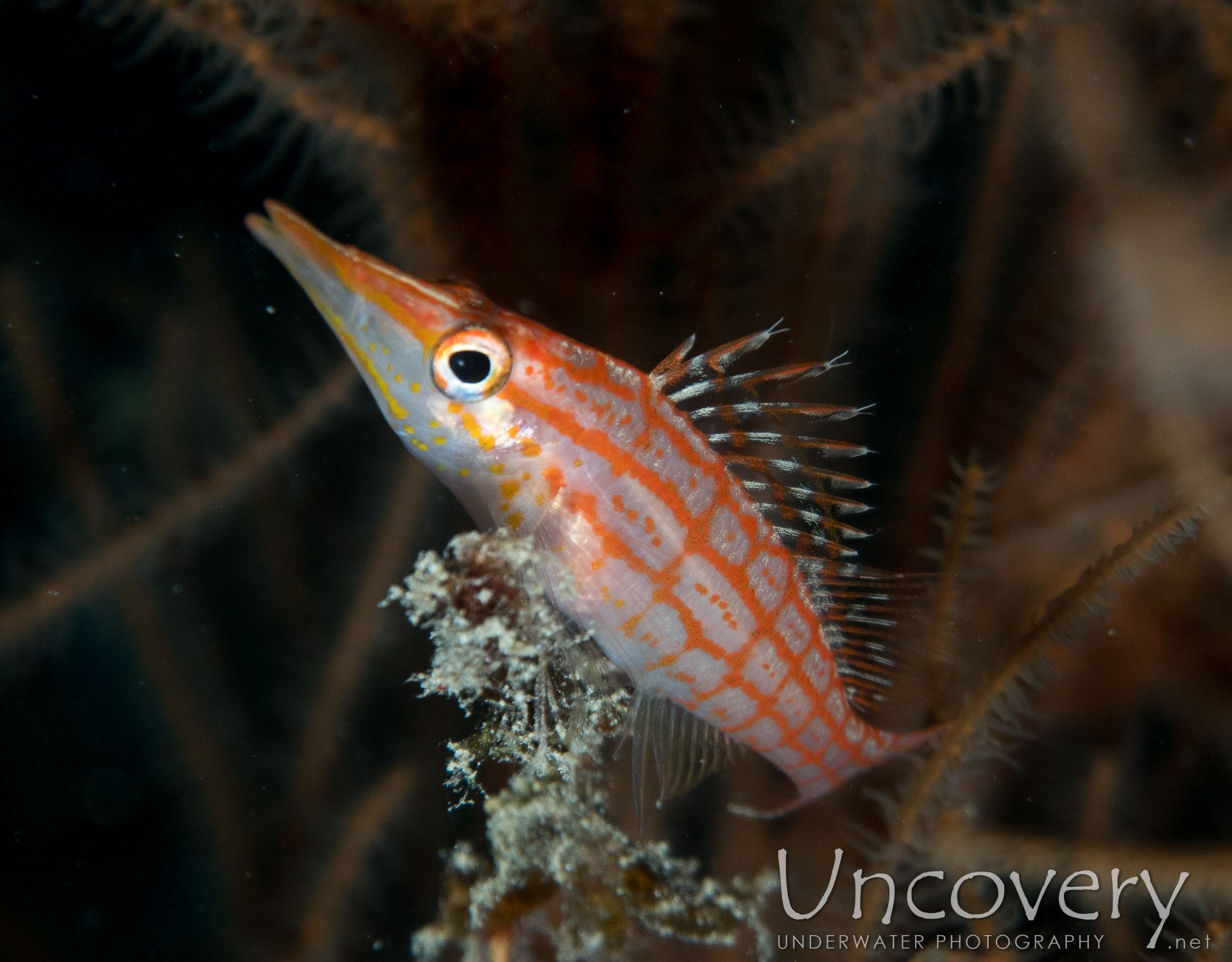 Longnose Hawkfish (oxycirrhites Typus), photo taken in Maldives, Male Atoll, North Male Atoll, Black Coral