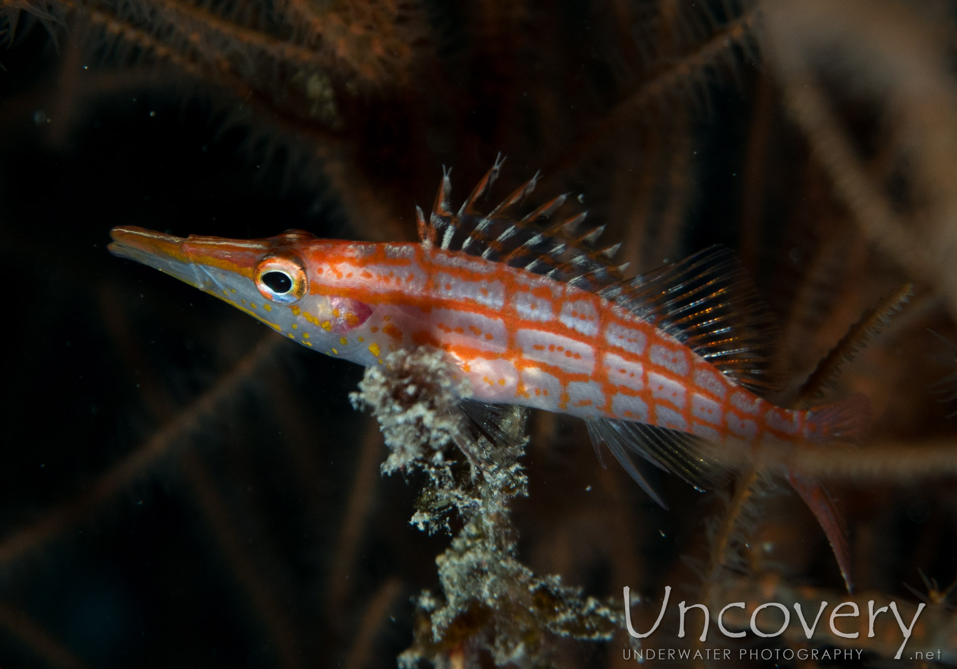 Longnose Hawkfish (oxycirrhites Typus), photo taken in Maldives, Male Atoll, North Male Atoll, Black Coral