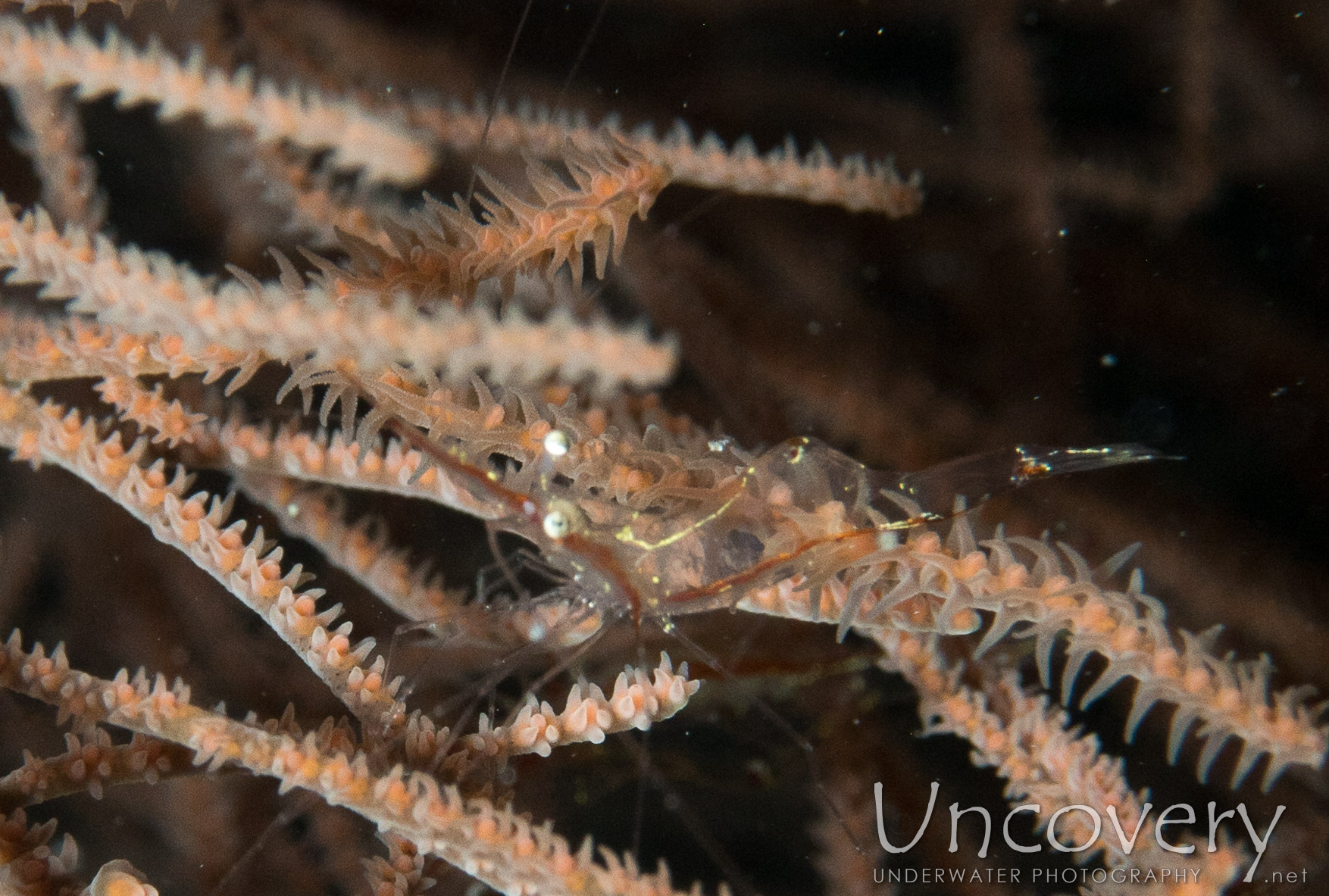 Translucent Gorgonian Shrimp (manipontonia Psamathe), photo taken in Maldives, Male Atoll, North Male Atoll, Black Coral