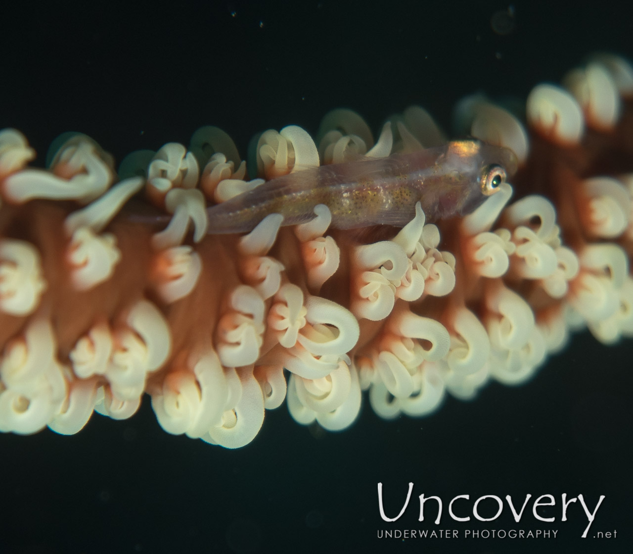 Whip Coral Goby (bryaninops Yongei), photo taken in Maldives, Male Atoll, North Male Atoll, Black Coral