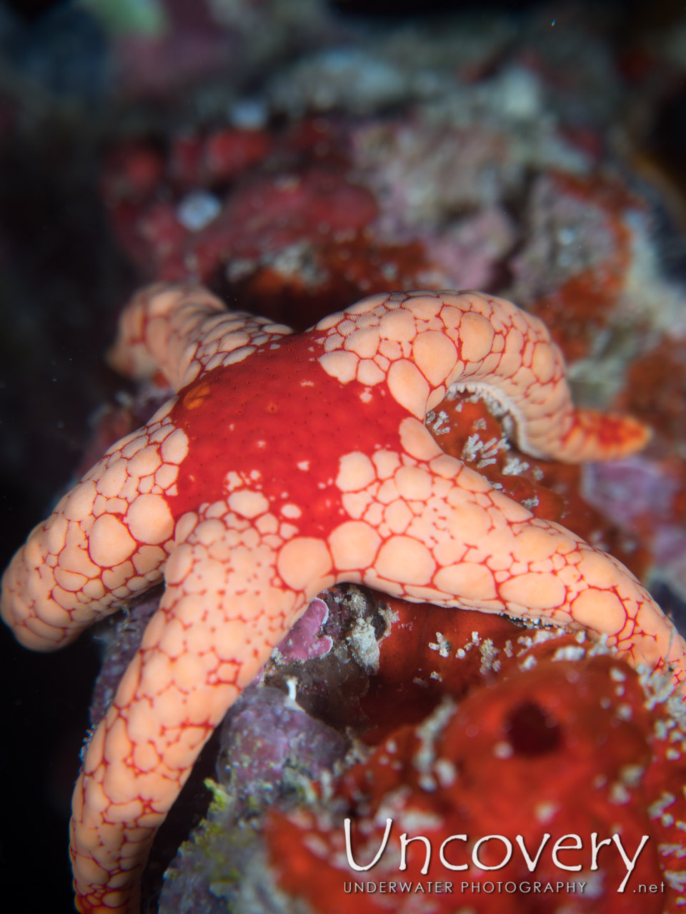 Starfish shot in Maldives|Male Atoll|North Male Atoll|Black Coral