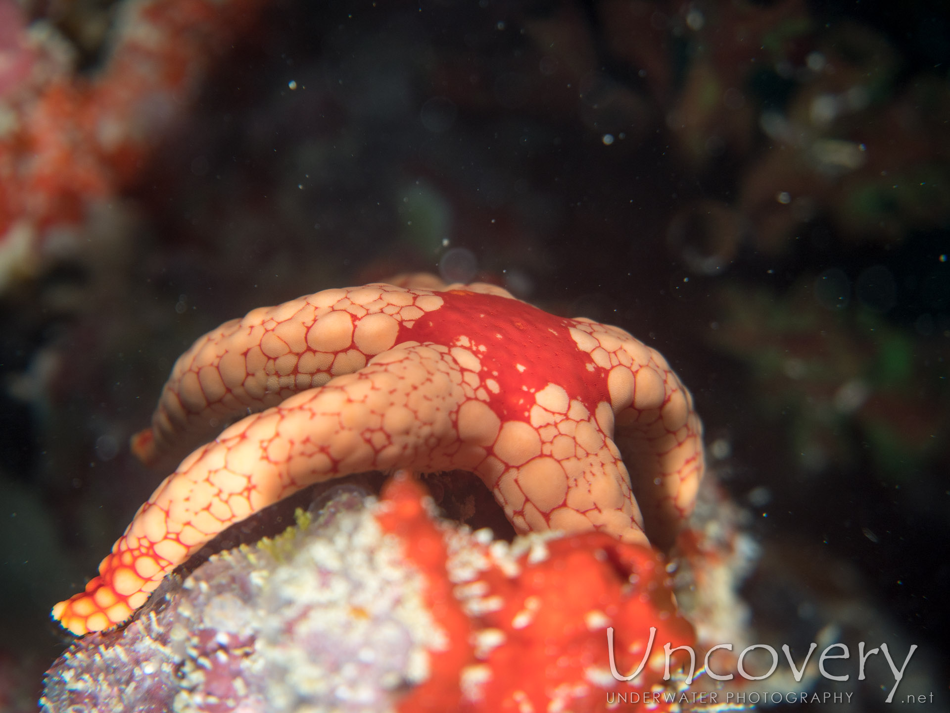 Starfish, photo taken in Maldives, Male Atoll, North Male Atoll, Black Coral