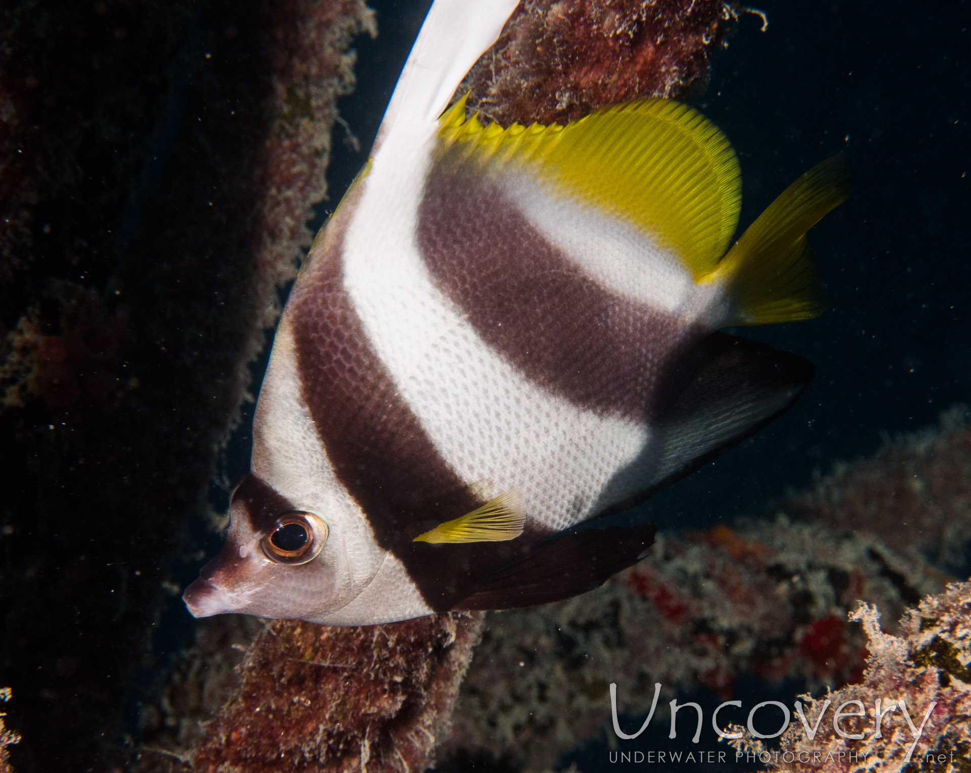 Schooling Bannerfish, photo taken in Maldives, Male Atoll, North Male Atoll, Ihuru