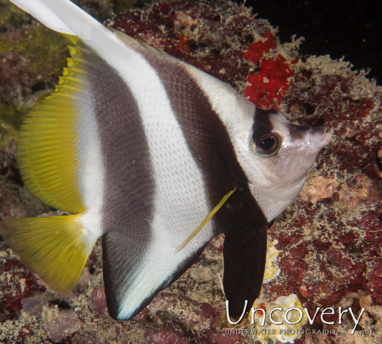 Schooling Bannerfish shot in Maldives|Male Atoll|North Male Atoll|Ihuru