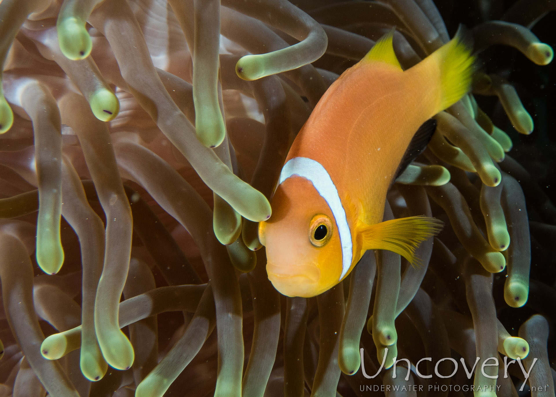 Maldives Anemonfish (amphiprion Nigripes), photo taken in Maldives, Male Atoll, North Male Atoll, Ihuru