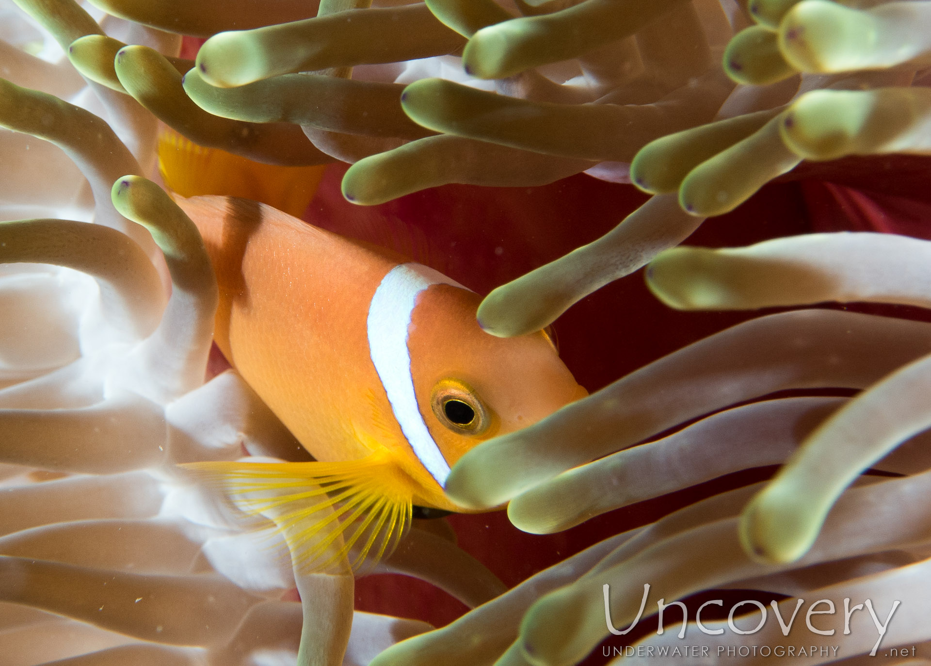 Maldives Anemonfish (amphiprion Nigripes), photo taken in Maldives, Male Atoll, North Male Atoll, Ihuru