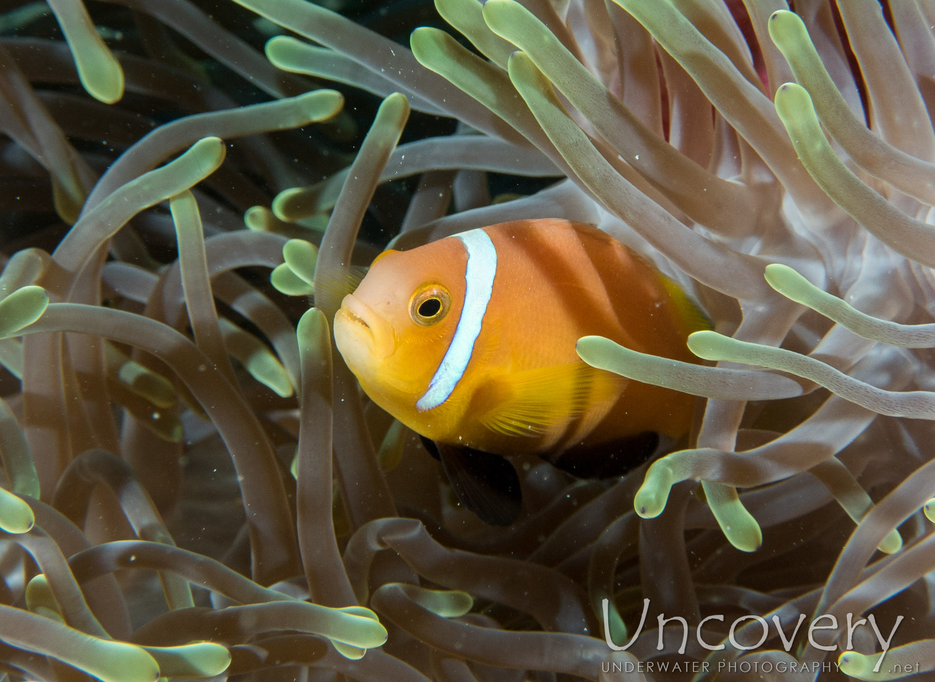 Maldives Anemonfish (amphiprion Nigripes), photo taken in Maldives, Male Atoll, North Male Atoll, Ihuru