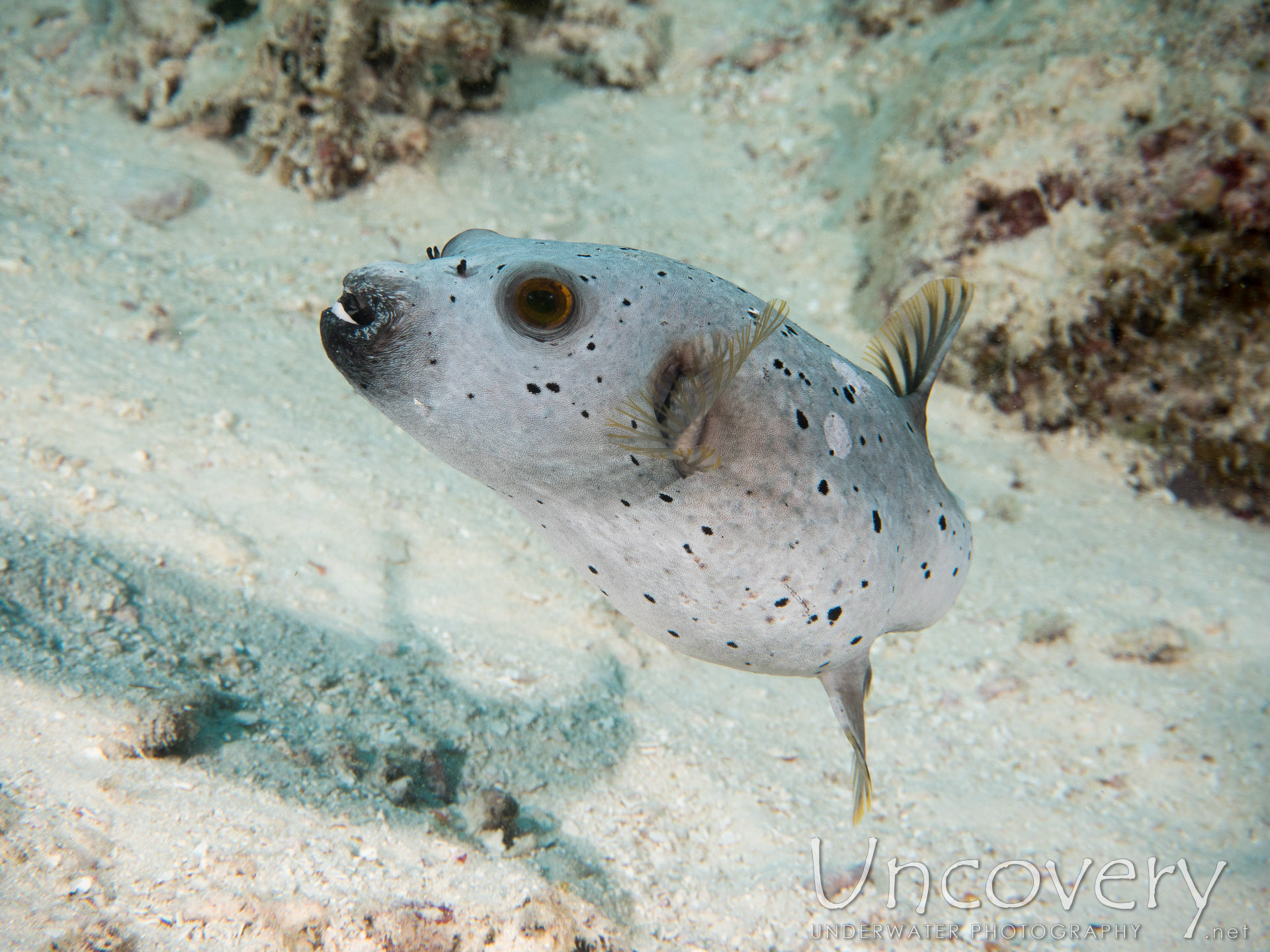 Blackspotted Puffer (arothron Nigropunctatus), photo taken in Maldives, Male Atoll, North Male Atoll, Ihuru