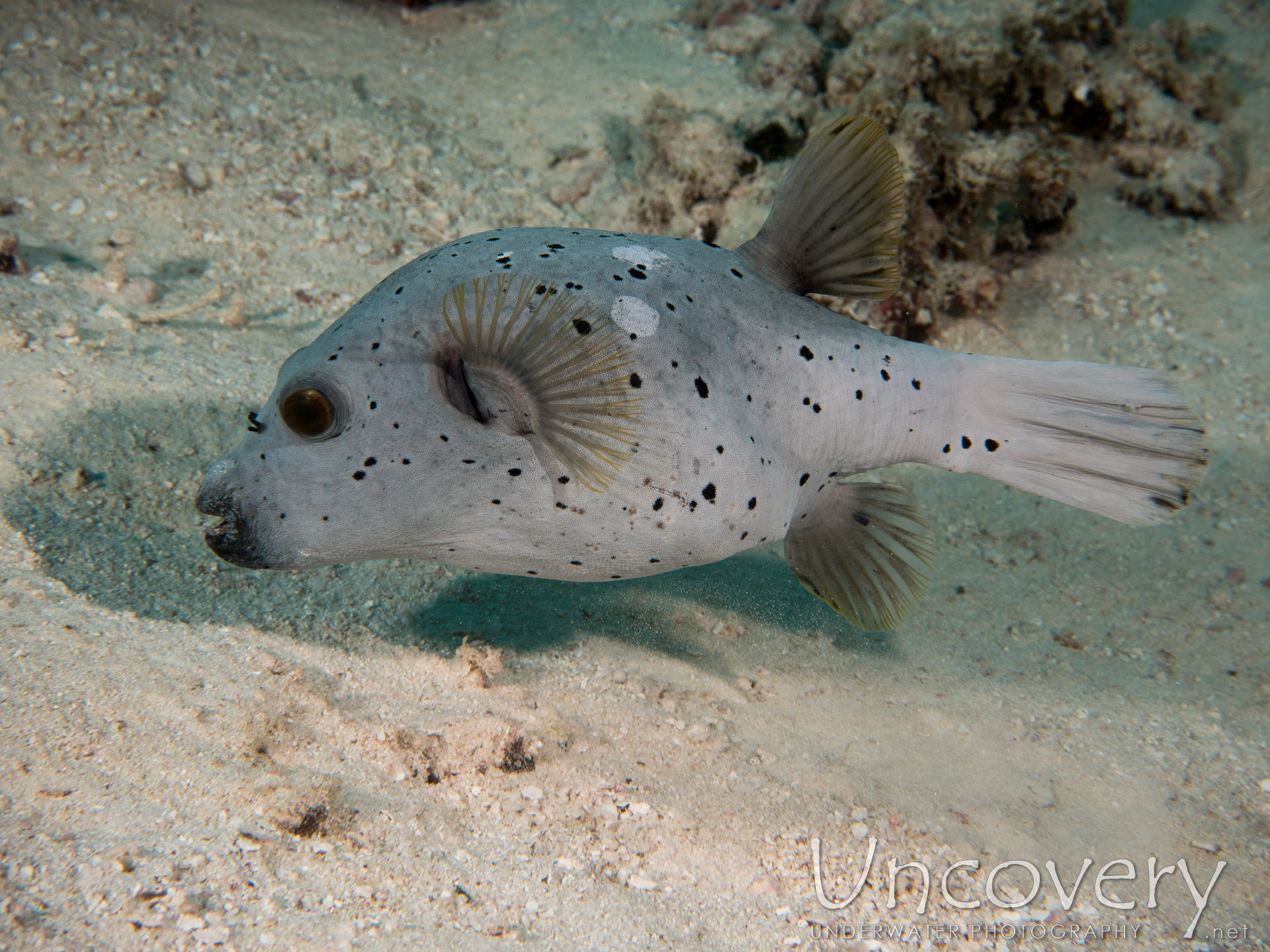 Blackspotted Puffer (arothron Nigropunctatus), photo taken in Maldives, Male Atoll, North Male Atoll, Ihuru