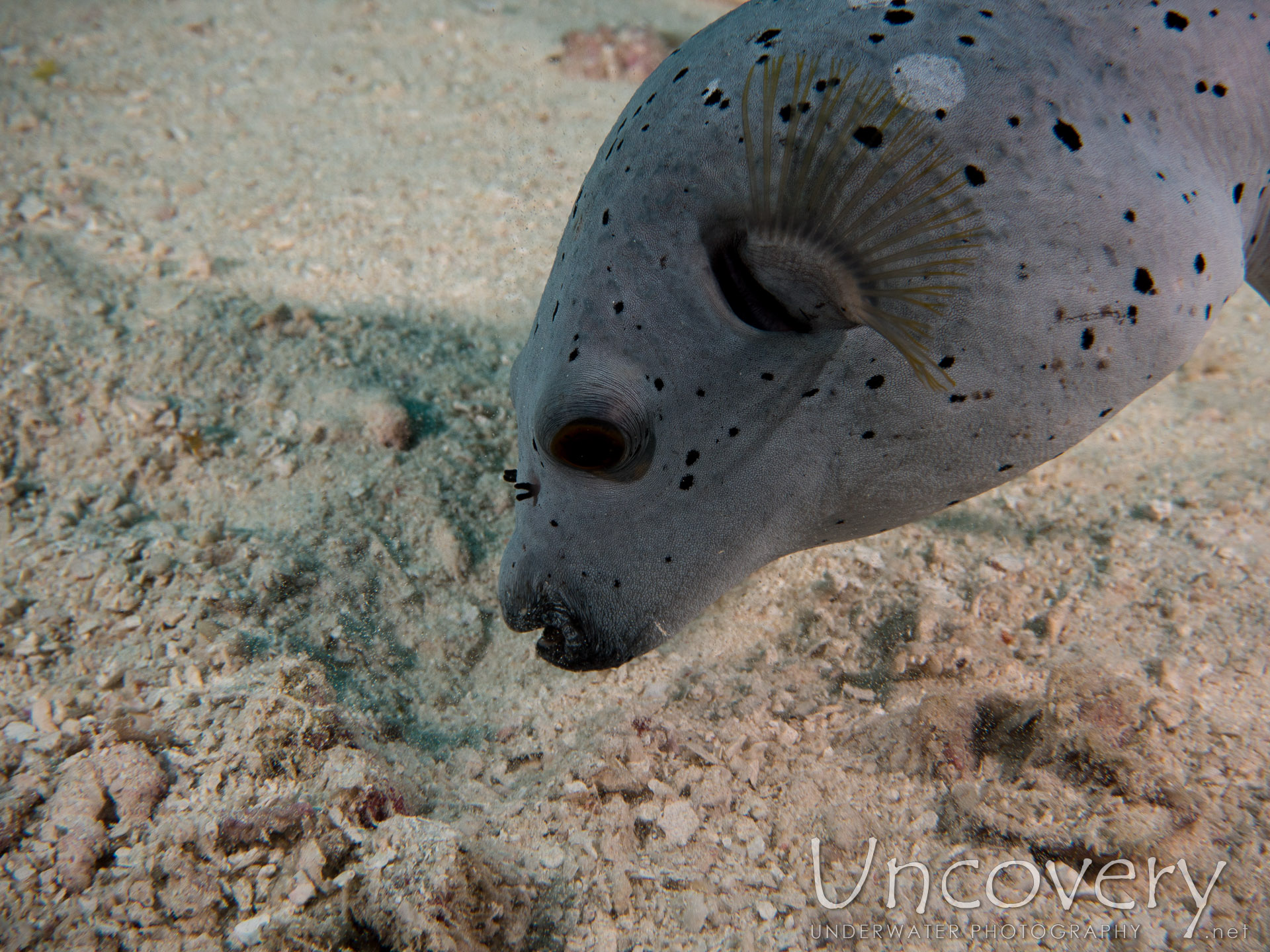 Blackspotted Puffer (arothron Nigropunctatus), photo taken in Maldives, Male Atoll, North Male Atoll, Ihuru