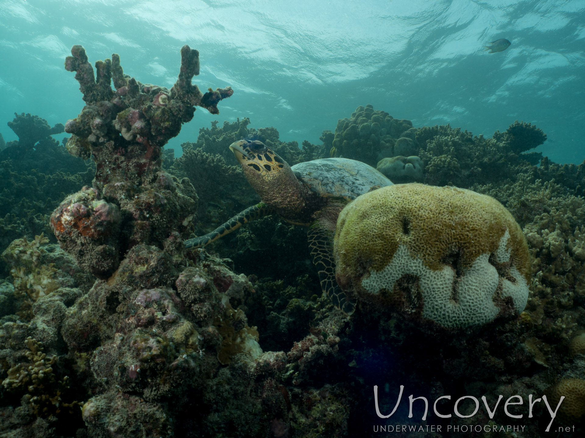 Hawksbill Sea Turtle (eretmochelys Imbricata), photo taken in Maldives, Male Atoll, North Male Atoll, Vabbinfaru