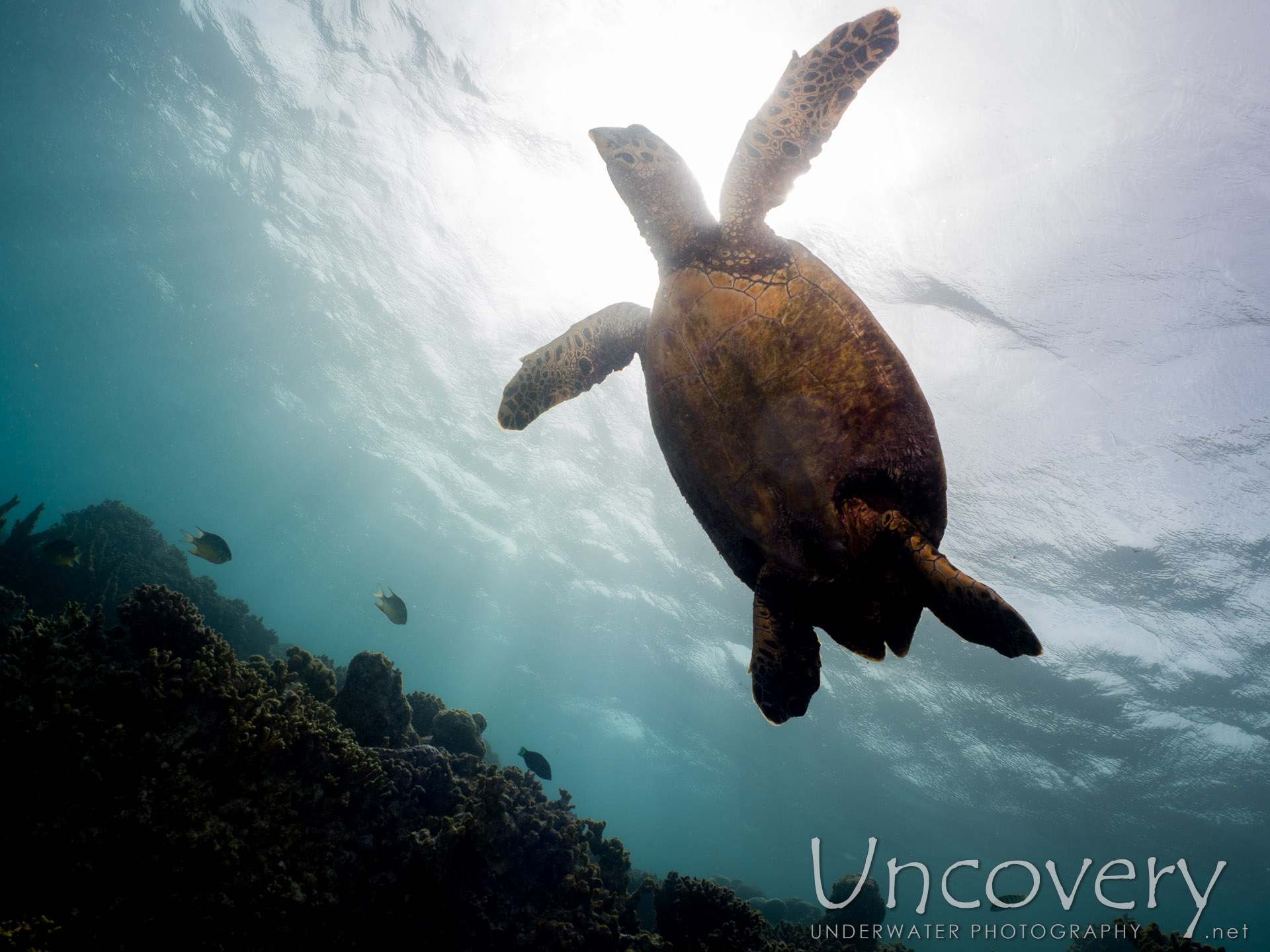 Hawksbill Sea Turtle (eretmochelys Imbricata), photo taken in Maldives, Male Atoll, North Male Atoll, Vabbinfaru