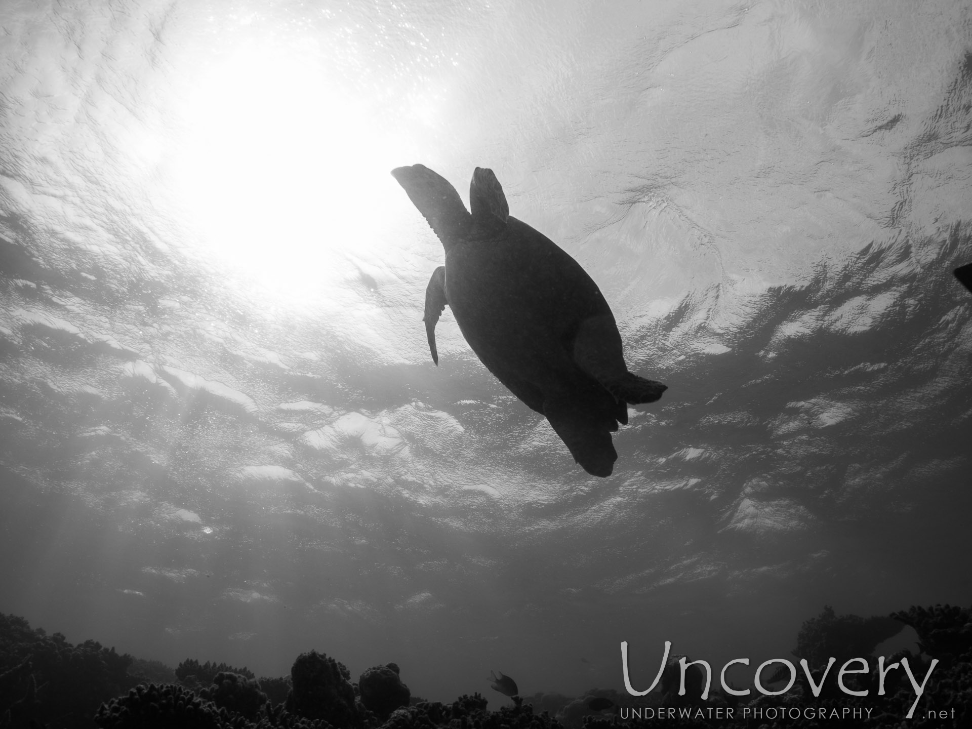 Hawksbill Sea Turtle (eretmochelys Imbricata), photo taken in Maldives, Male Atoll, North Male Atoll, Vabbinfaru