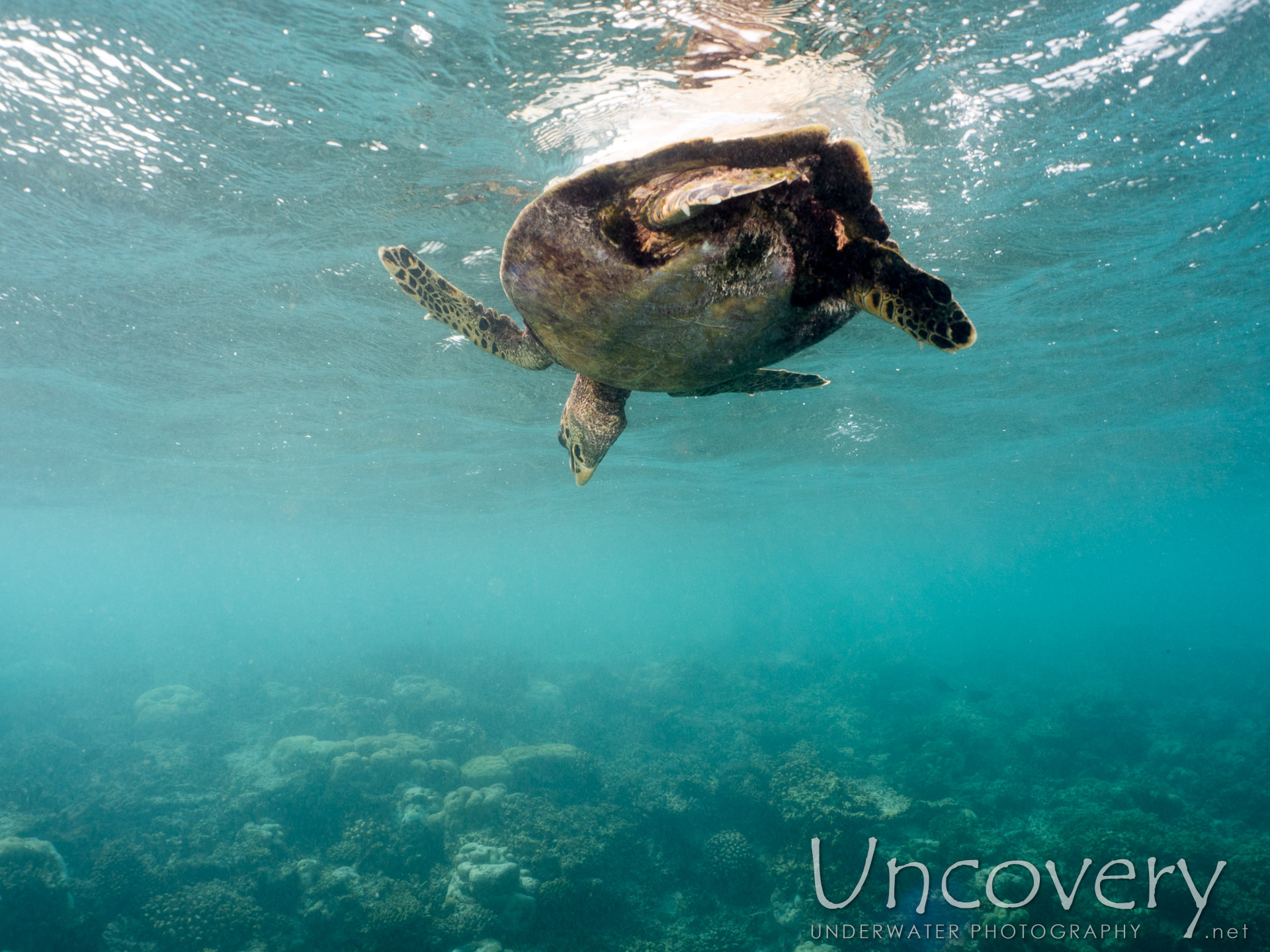 Hawksbill Sea Turtle (eretmochelys Imbricata), photo taken in Maldives, Male Atoll, North Male Atoll, Vabbinfaru