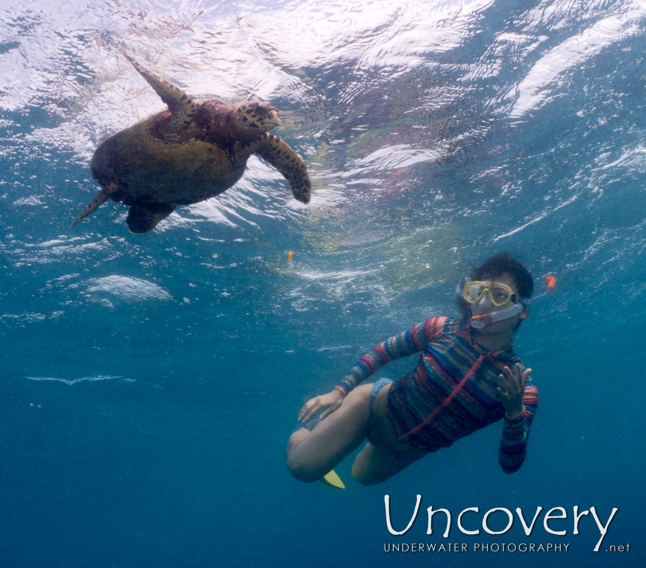 Hawksbill Sea Turtle (eretmochelys Imbricata), photo taken in Maldives, Male Atoll, North Male Atoll, Vabbinfaru