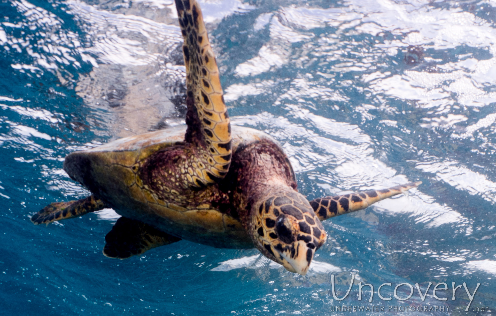 Hawksbill Sea Turtle (eretmochelys Imbricata), photo taken in Maldives, Male Atoll, North Male Atoll, Vabbinfaru