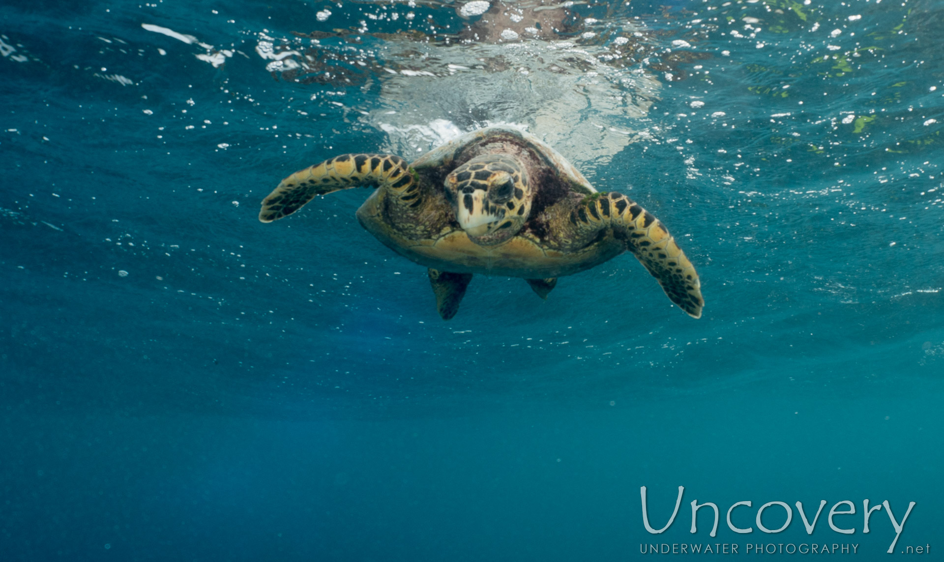 Hawksbill Sea Turtle (eretmochelys Imbricata), photo taken in Maldives, Male Atoll, North Male Atoll, Vabbinfaru