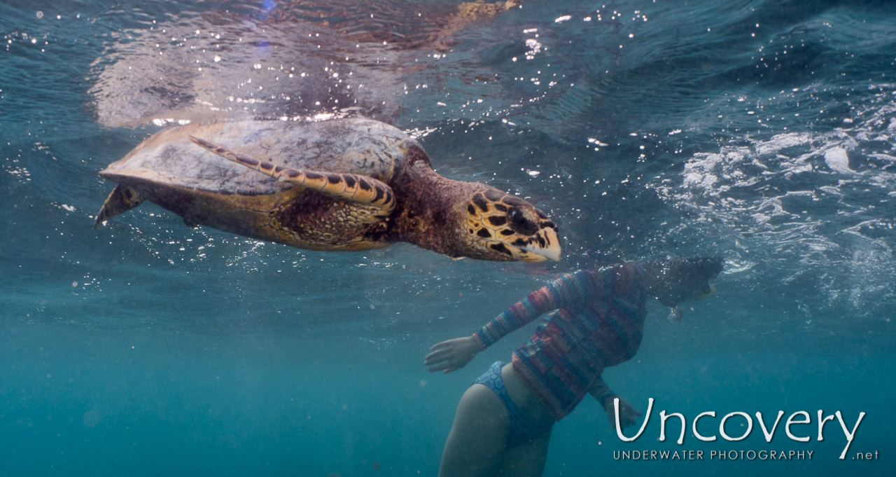 Hawksbill Sea Turtle (eretmochelys Imbricata), photo taken in Maldives, Male Atoll, North Male Atoll, Vabbinfaru